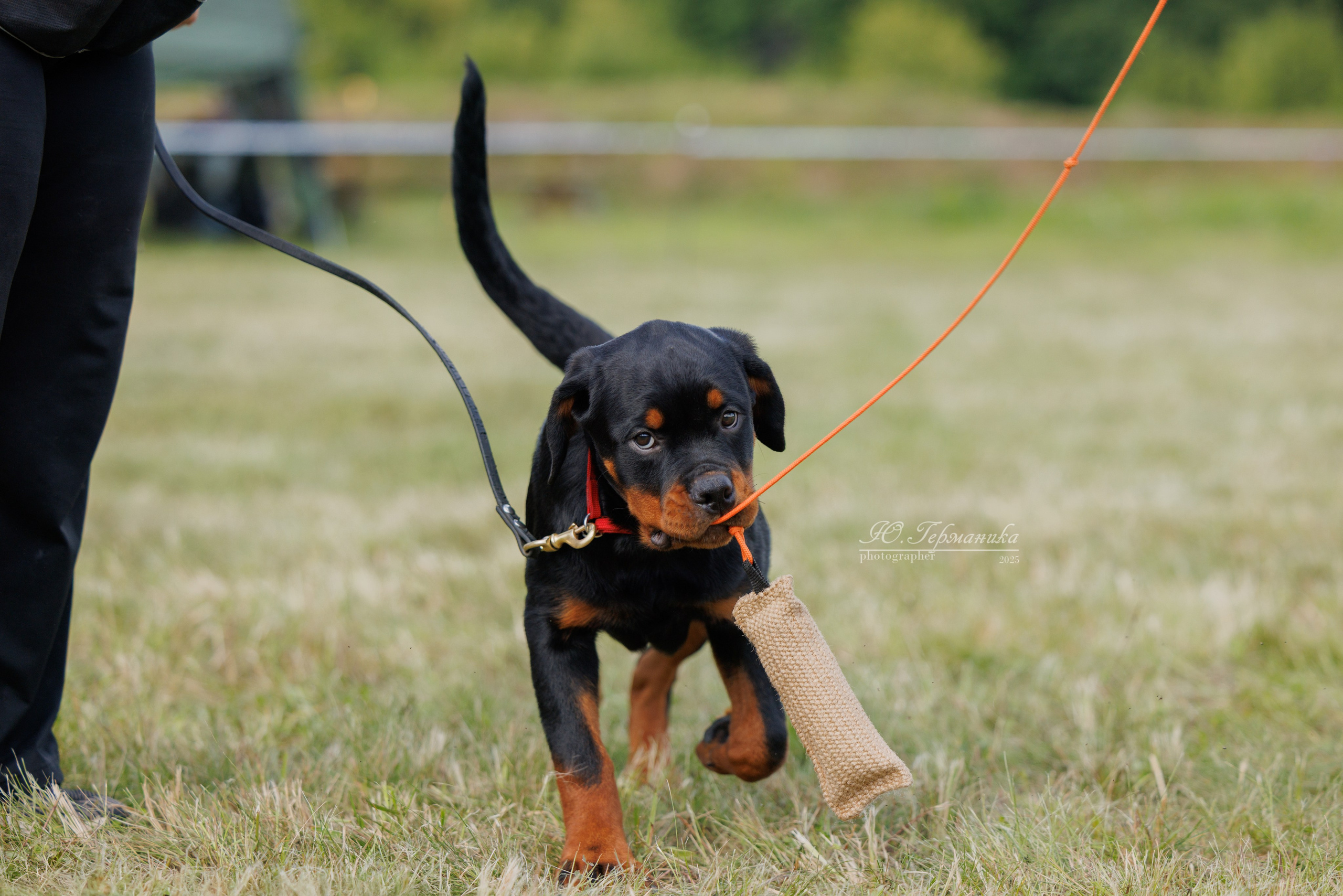 Рязань 2хмоно ротвейлеры 16-17.08.2025. Фотограф-анималист Юлия Германика