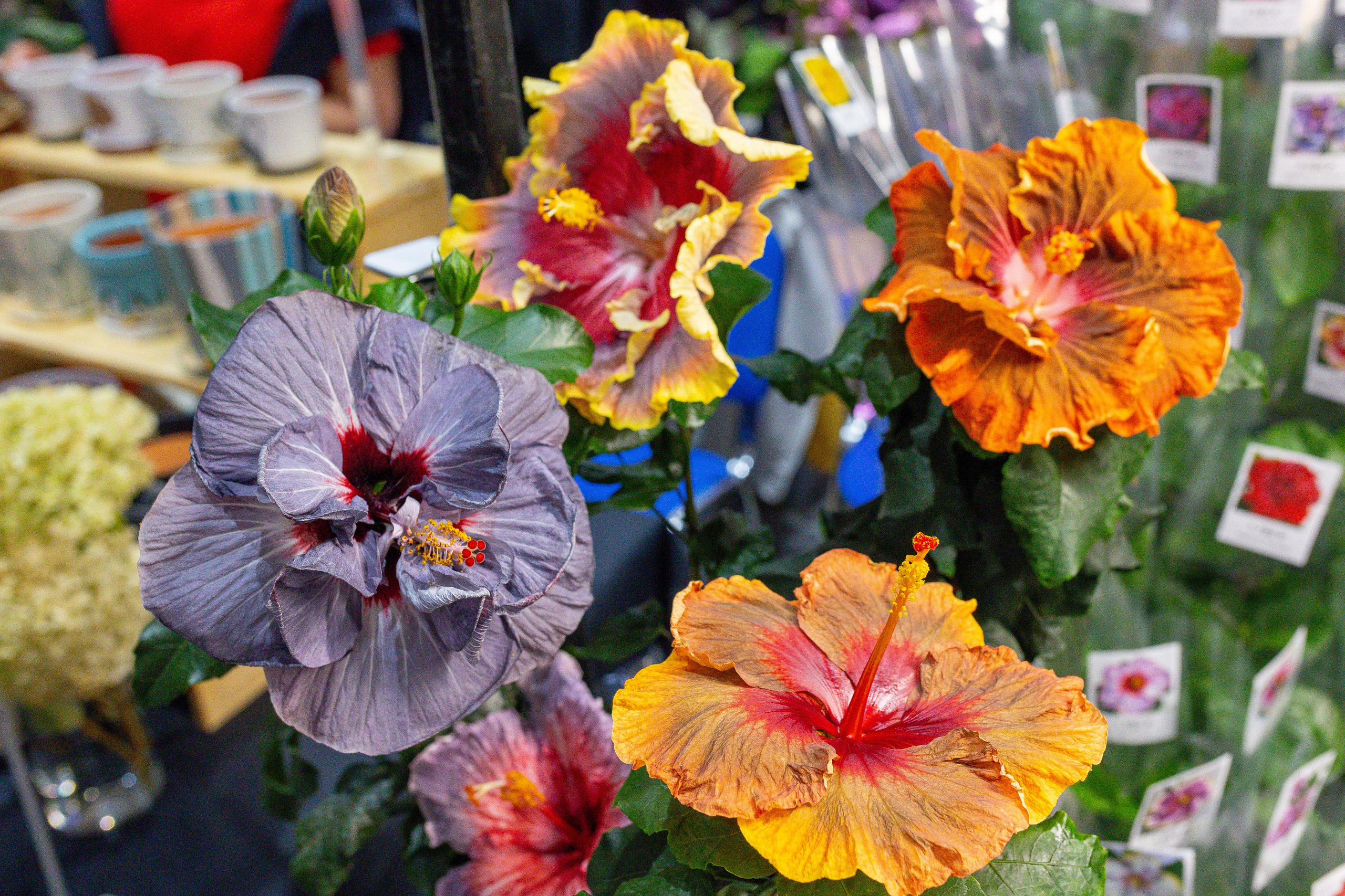 Монстериум 11–12 октября. Александра Куликова фотограф, Москва