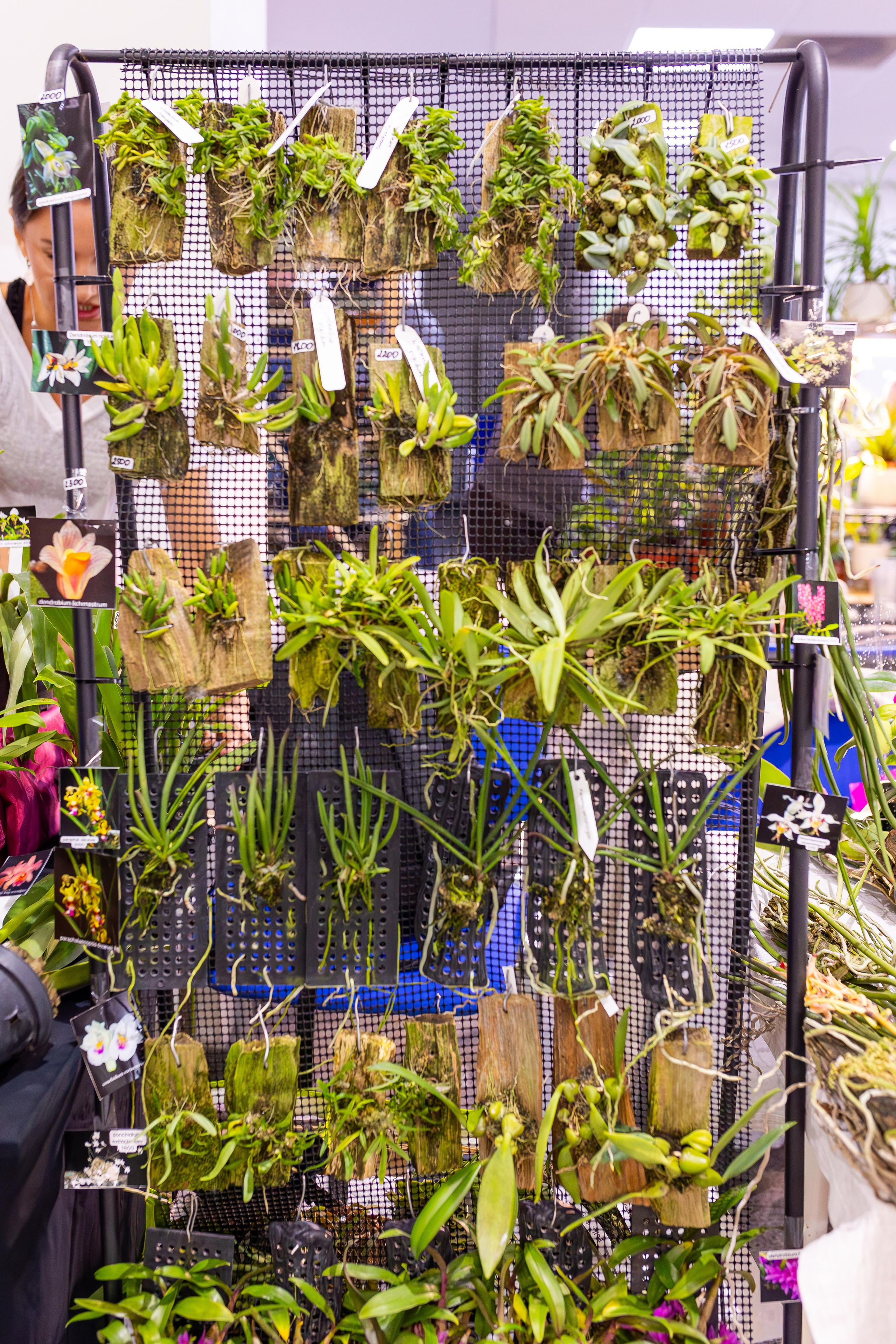 Орхидиум сентябрь 2025. Александра Куликова фотограф, Москва