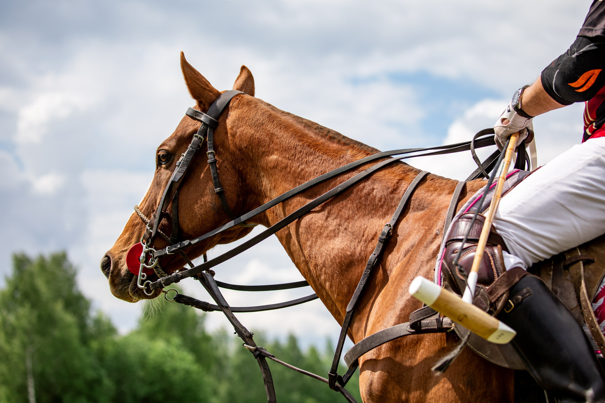 Конное поло. Mrs.Aquarelia Конный фотограф Марианна Леонтьева