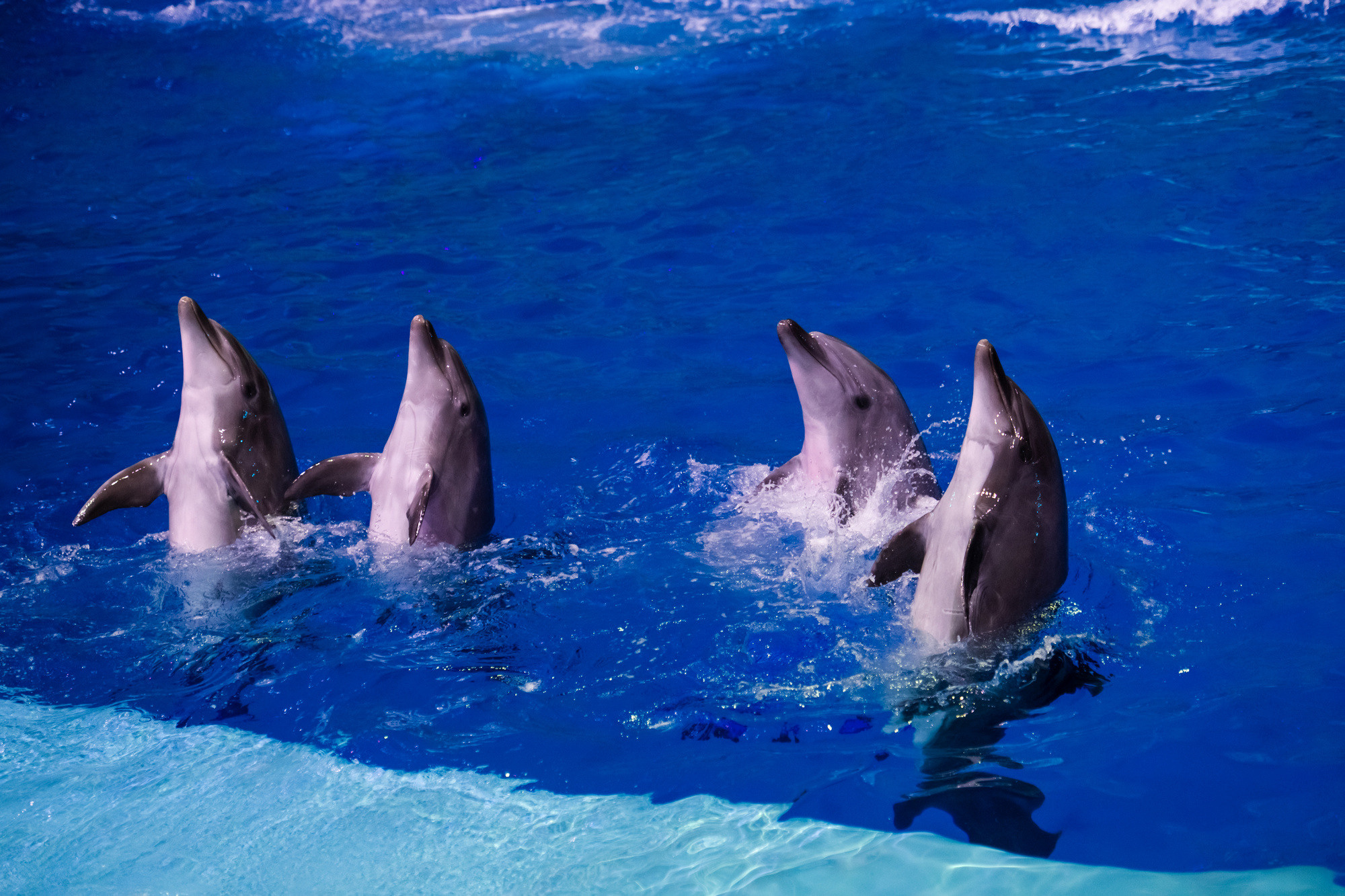 МОСКВАРИУМ. Свадебный фотограф Москва