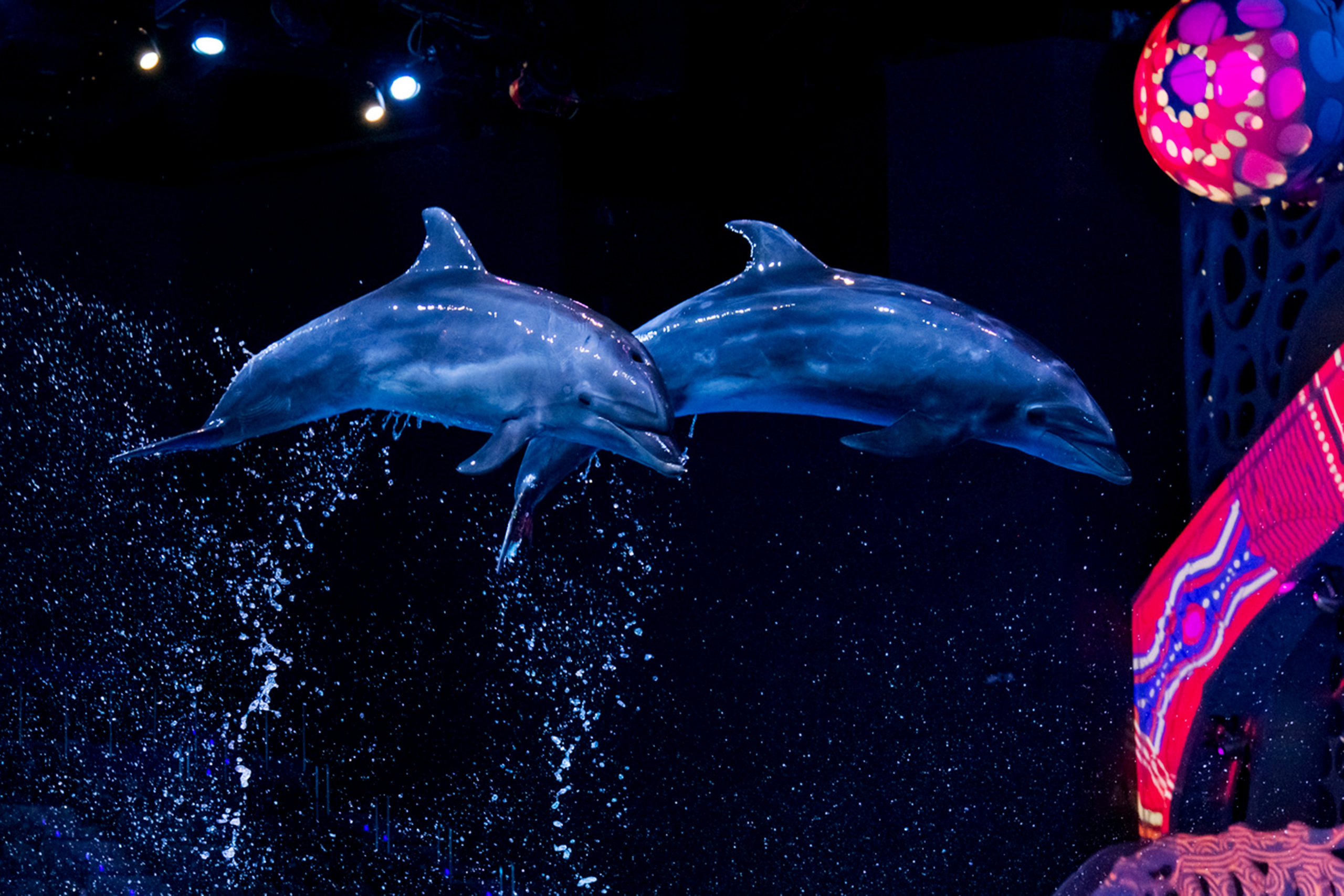 МОСКВАРИУМ. Свадебный фотограф Москва