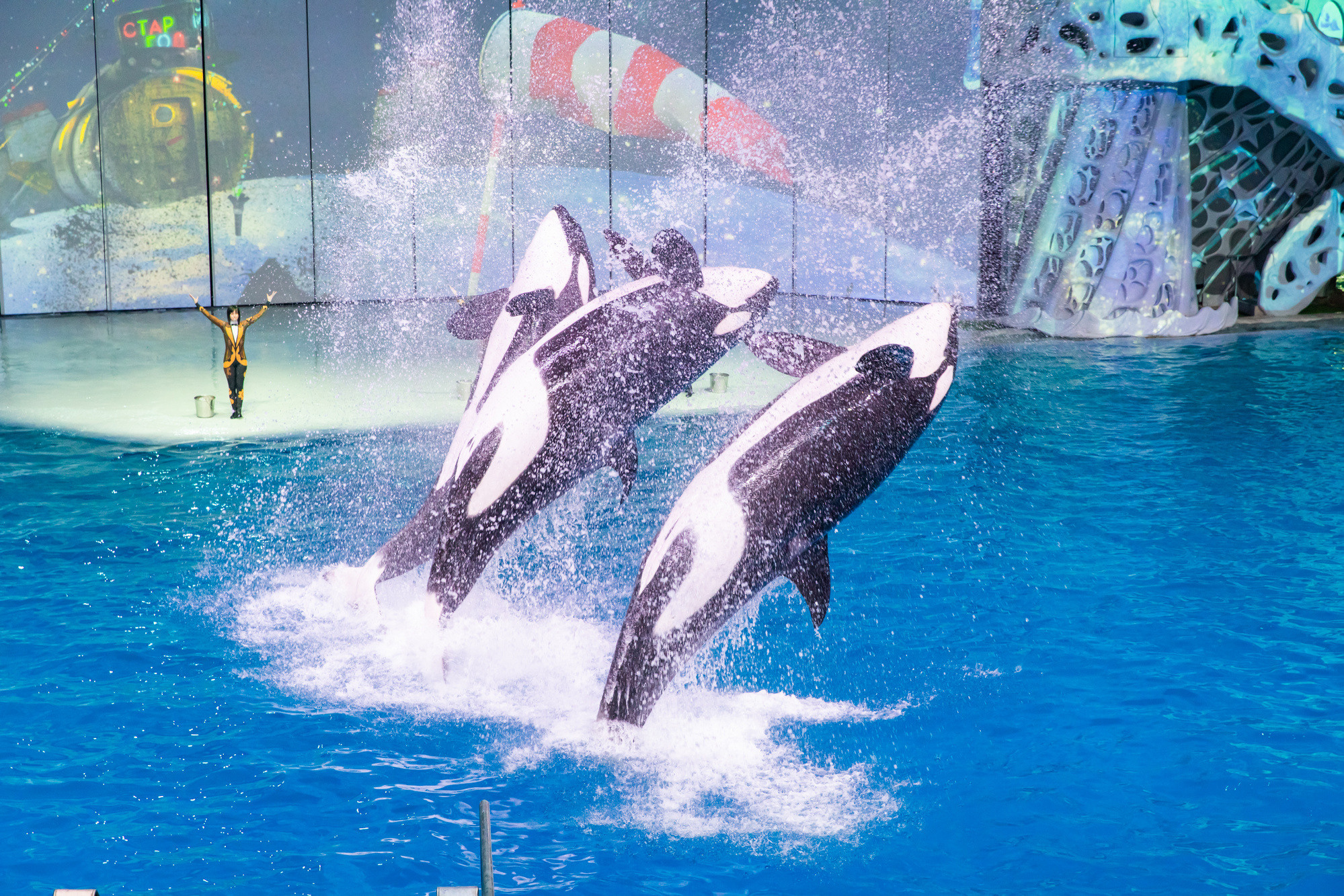 МОСКВАРИУМ. Свадебный фотограф Москва