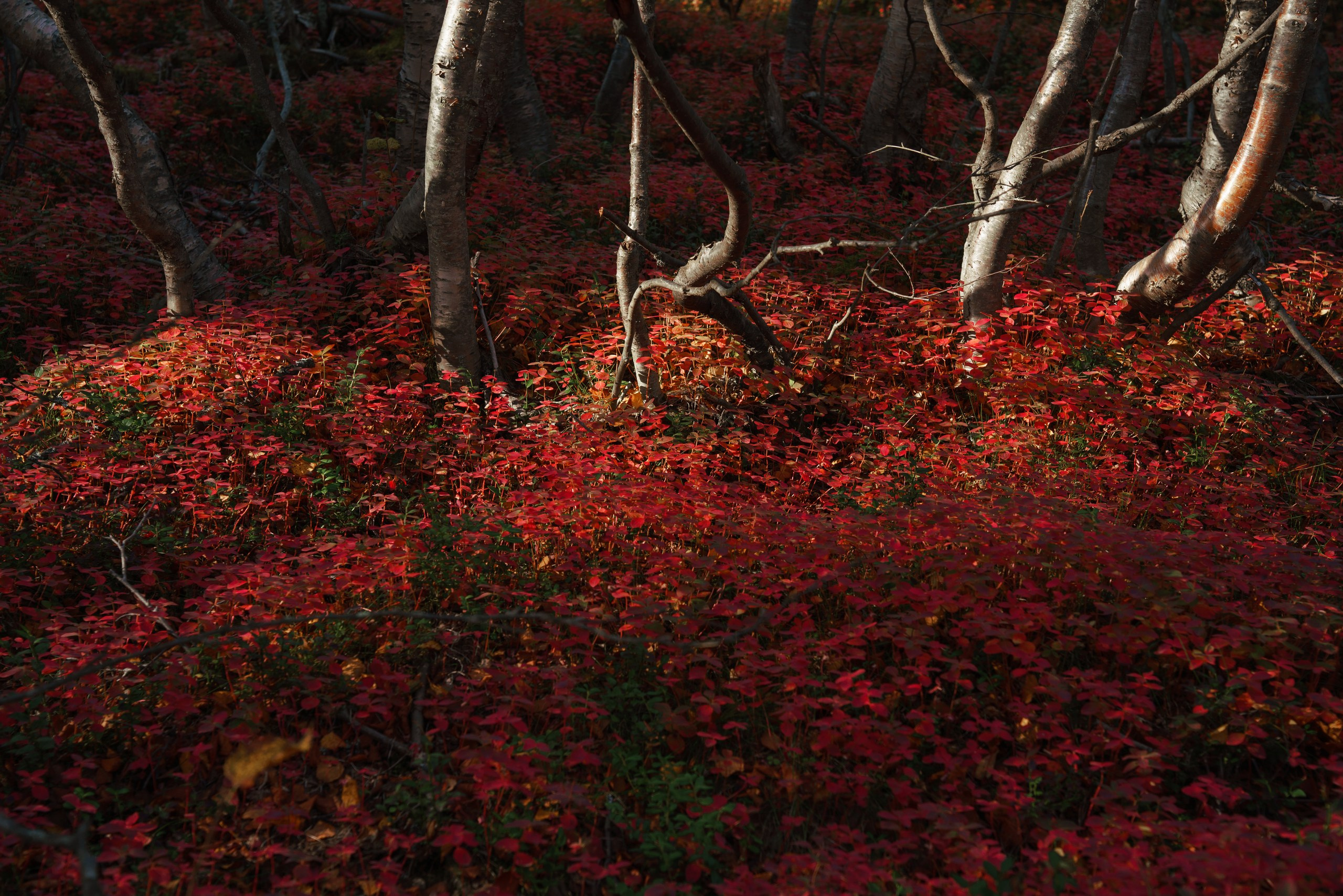 Кольский. Карелия. Фотограф в Красноярске Нерозя Александр. Пейзаж, природа, портрет