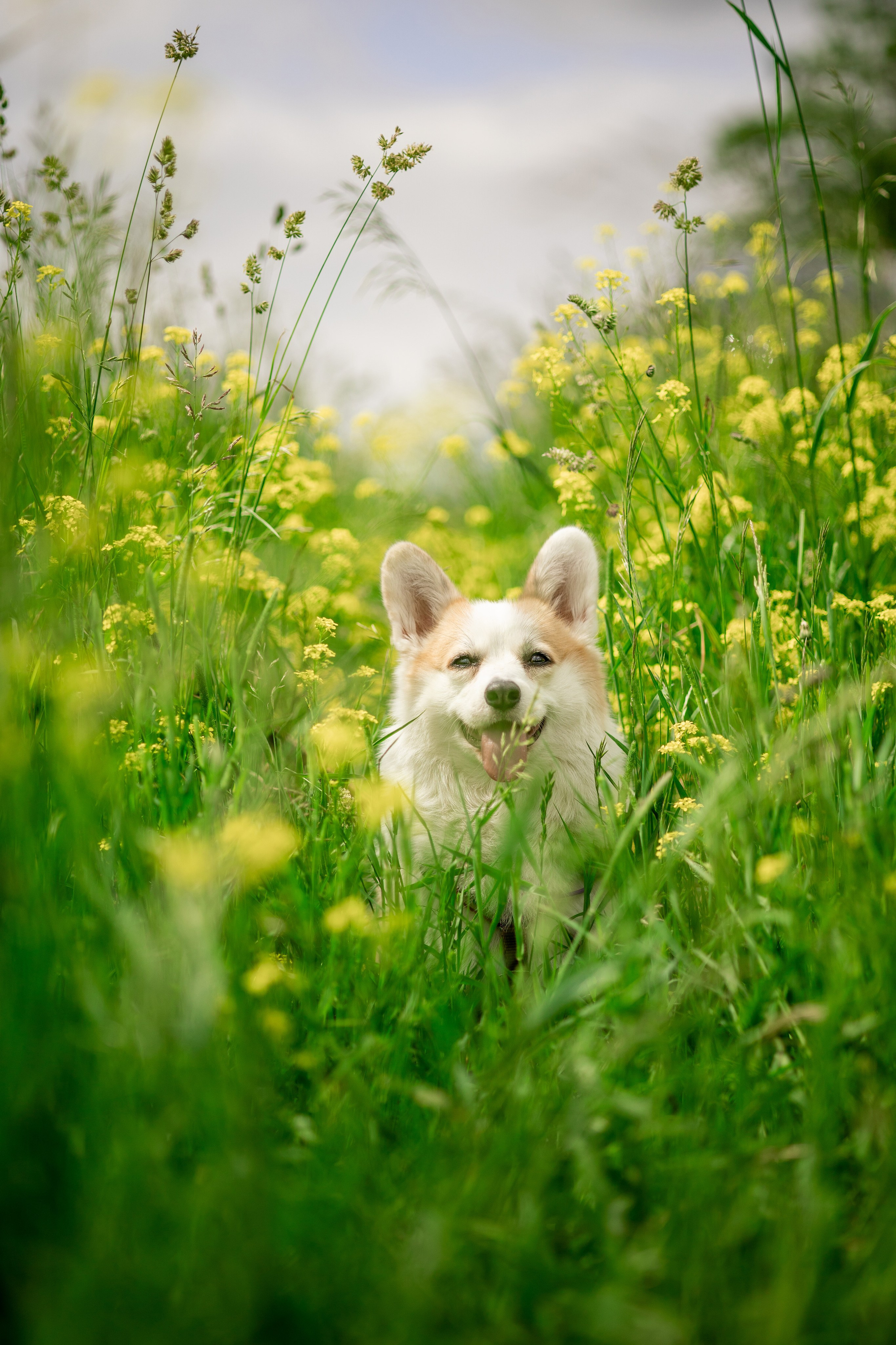 Съемка с собакой. Анастасия Белаш