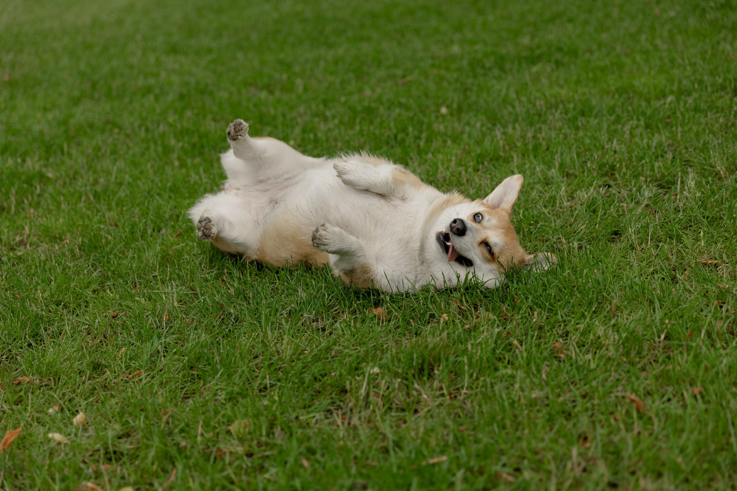 Свадьба пес и котики. Dima Lemeshevsky