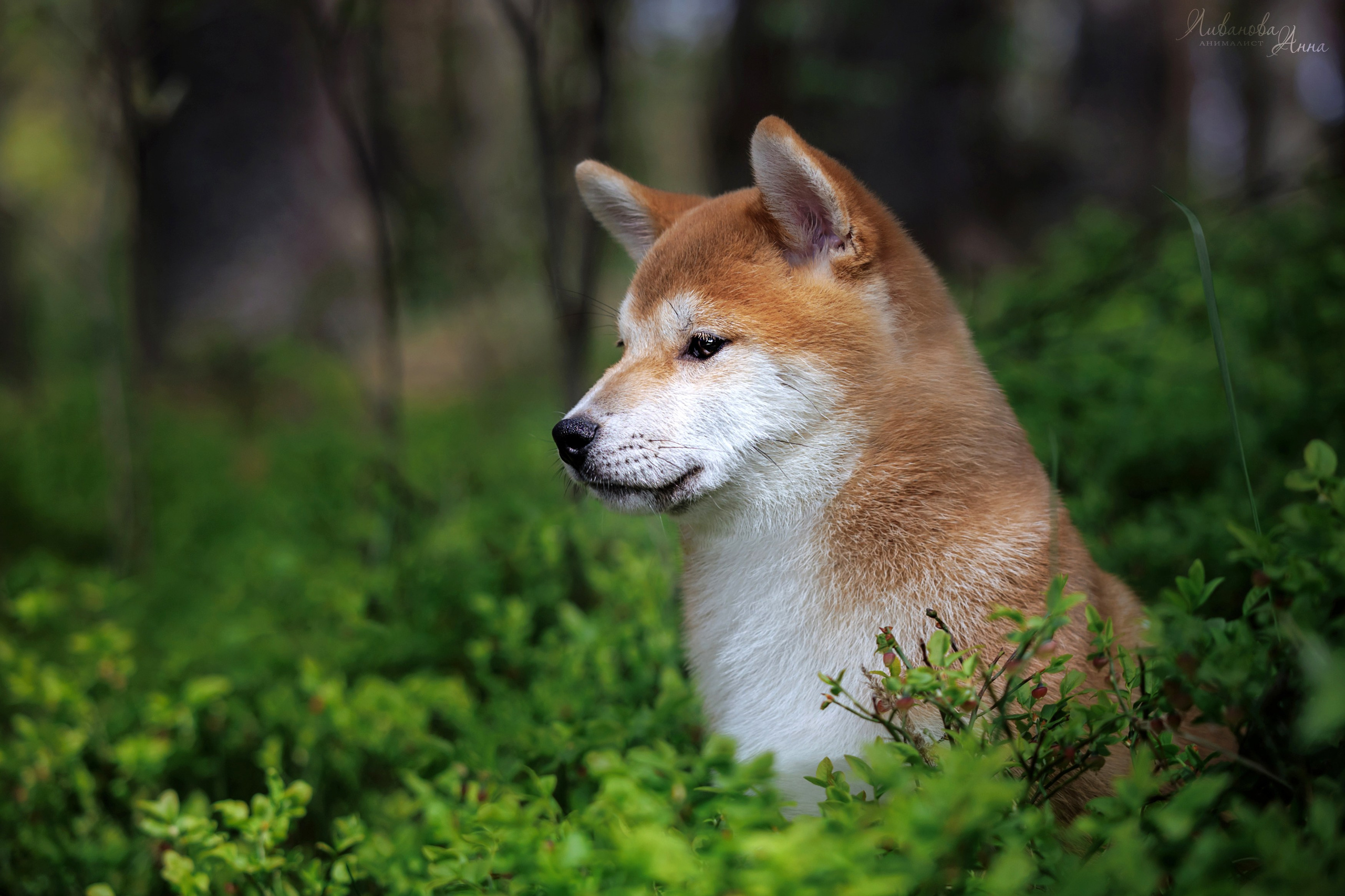 Сиба. Фотограф анималист Аня Ливанова | Рыбинск