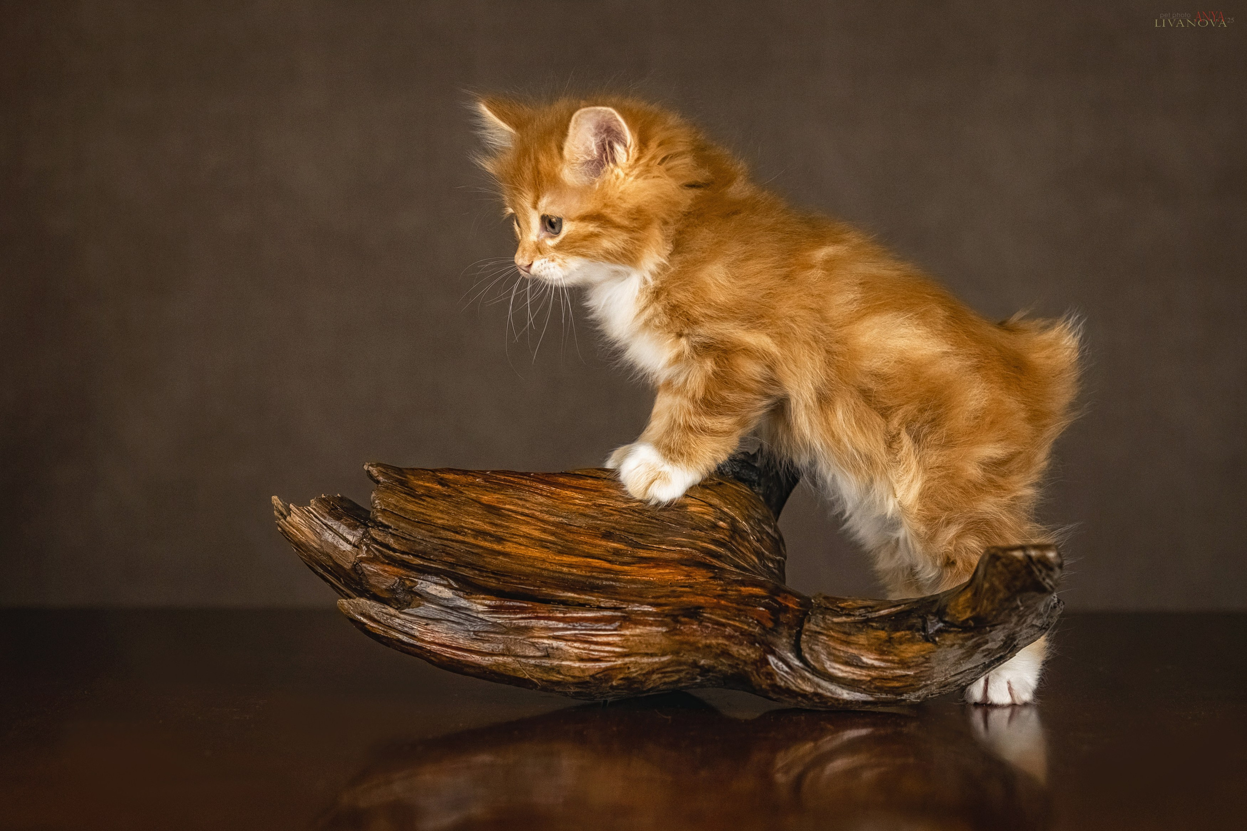 Бобтейлы. Фотограф анималист Аня Ливанова | Рыбинск