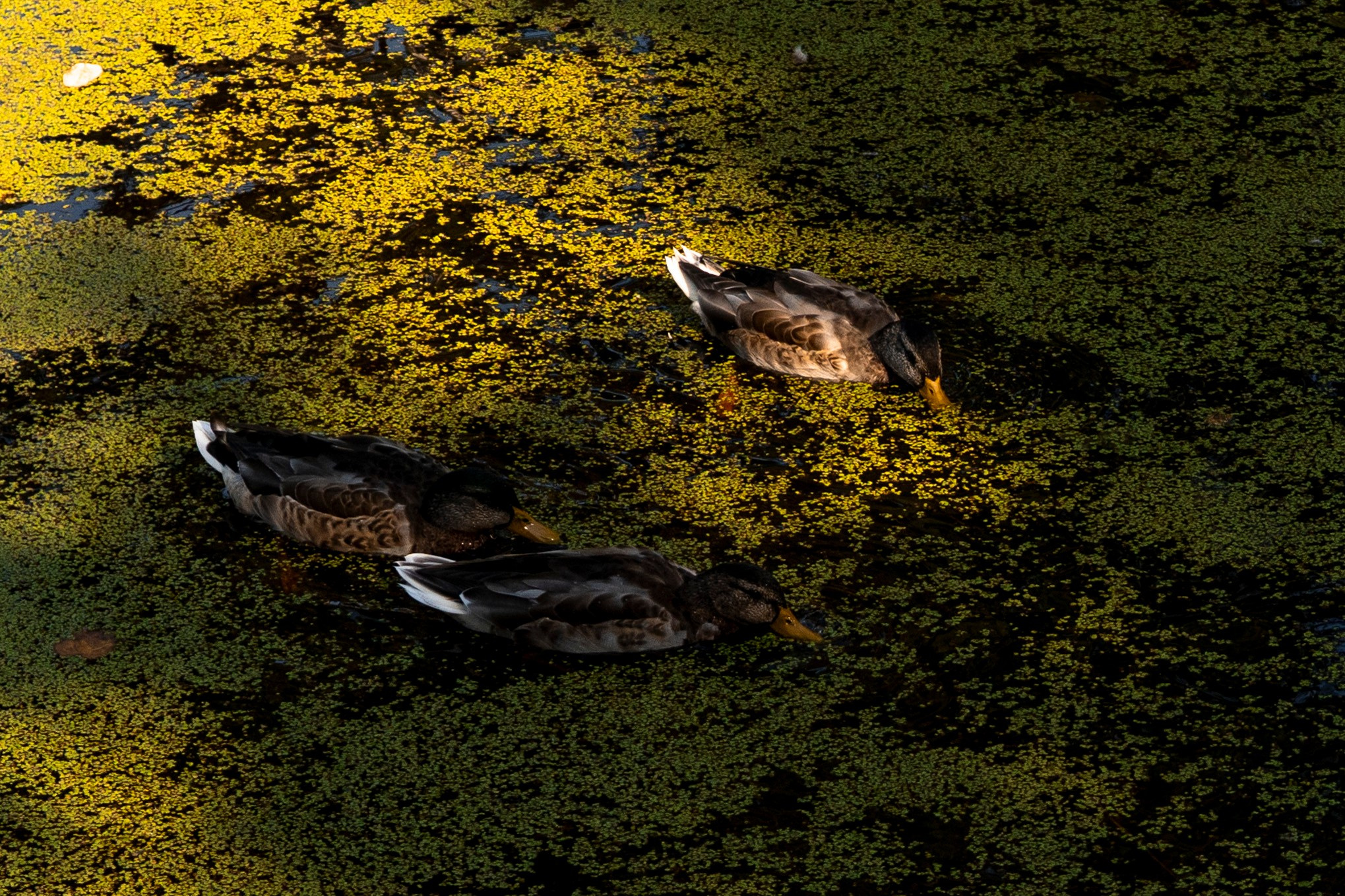 Портрет. Озеро. Репортажная и портретная фотосъёмка