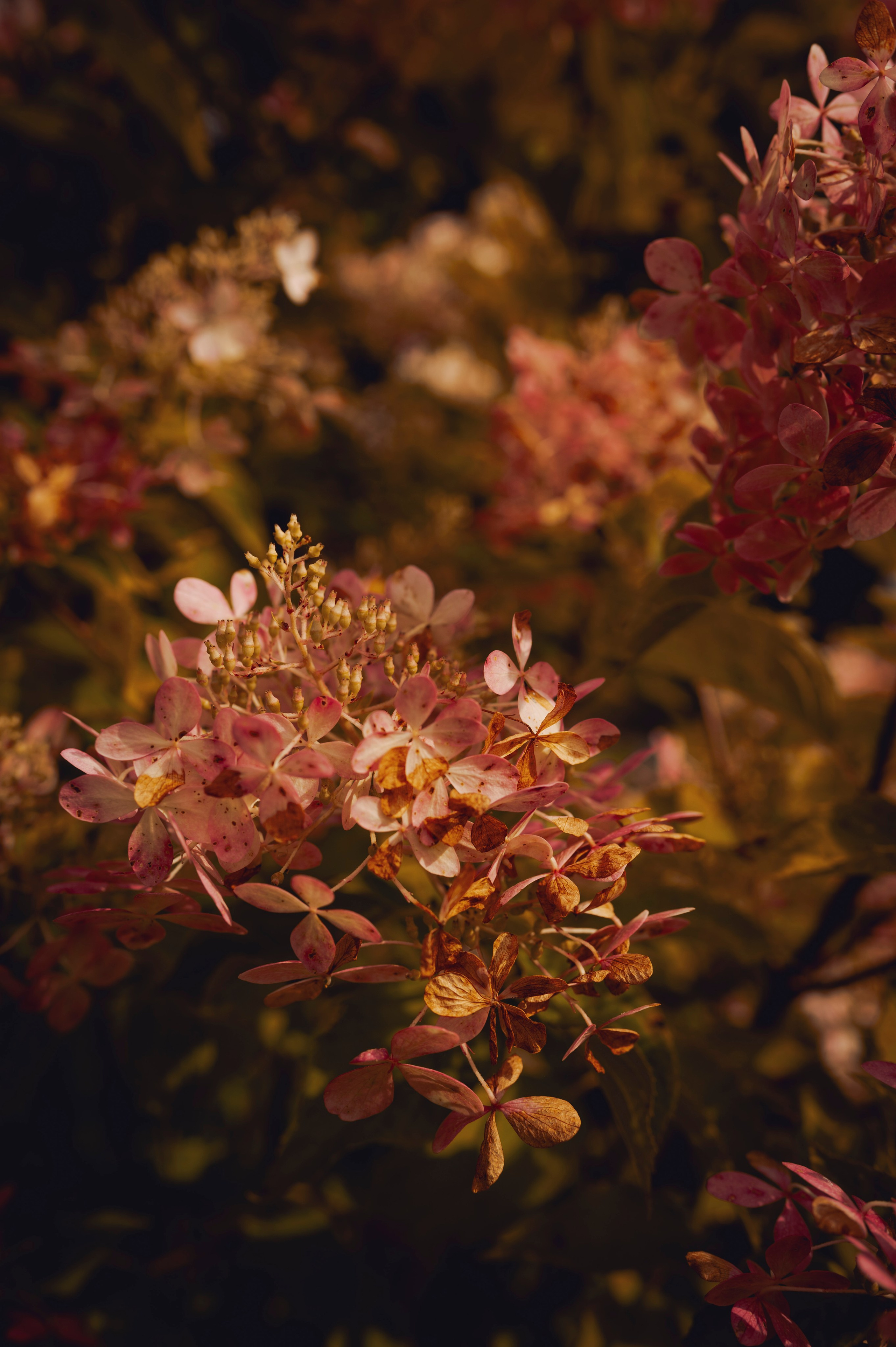 Осень во всей красе. Анна Боровикова, фотограф Пушкино