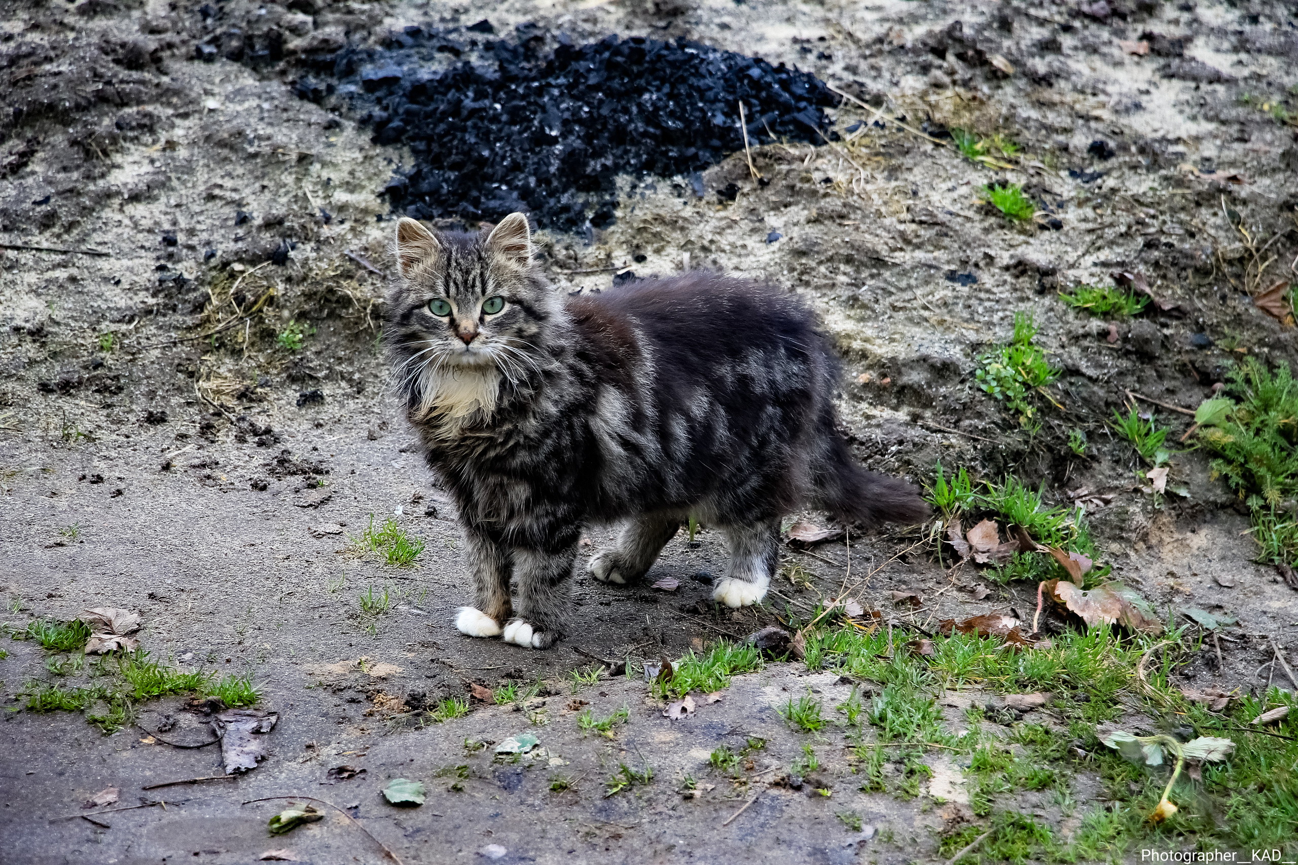 Мир животных. Photographer K.A.D