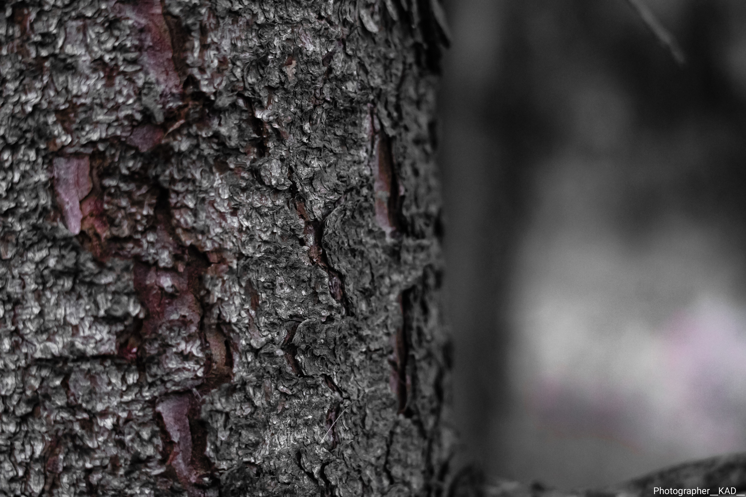 Макросъемка. Photographer K.A.D