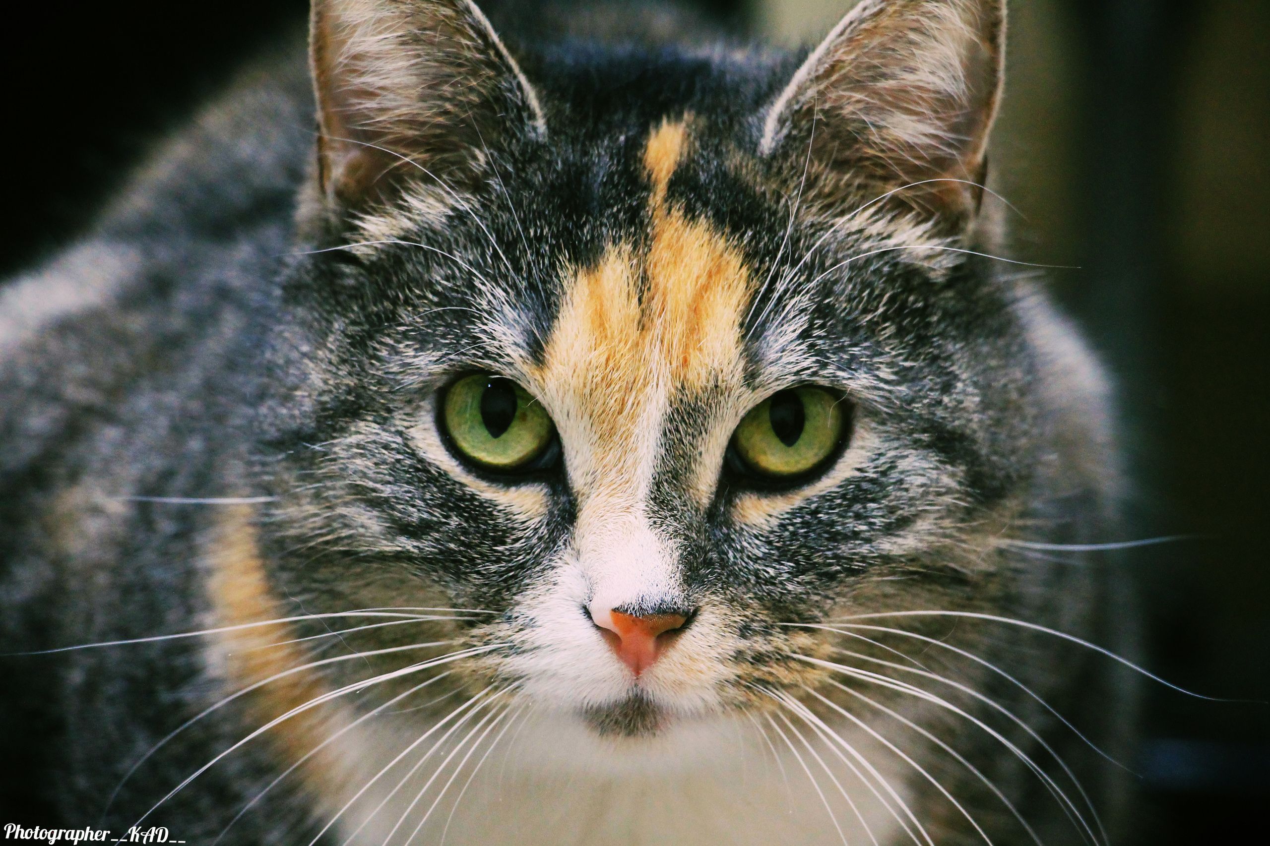 Мир животных. Photographer K.A.D