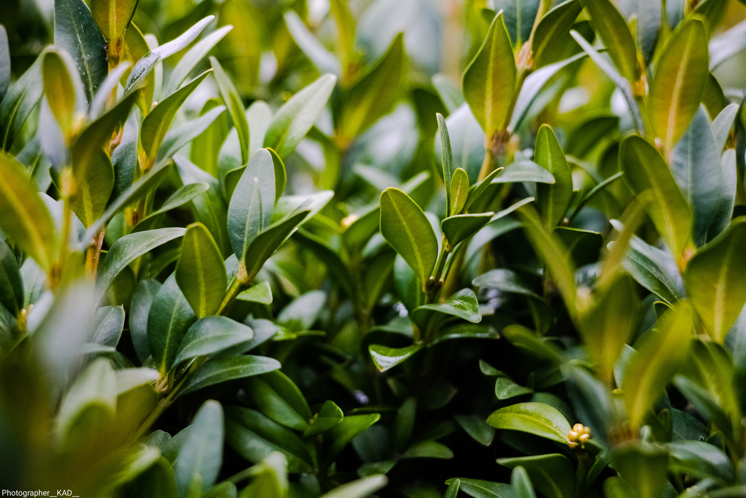 Макросъемка. Photographer K.A.D