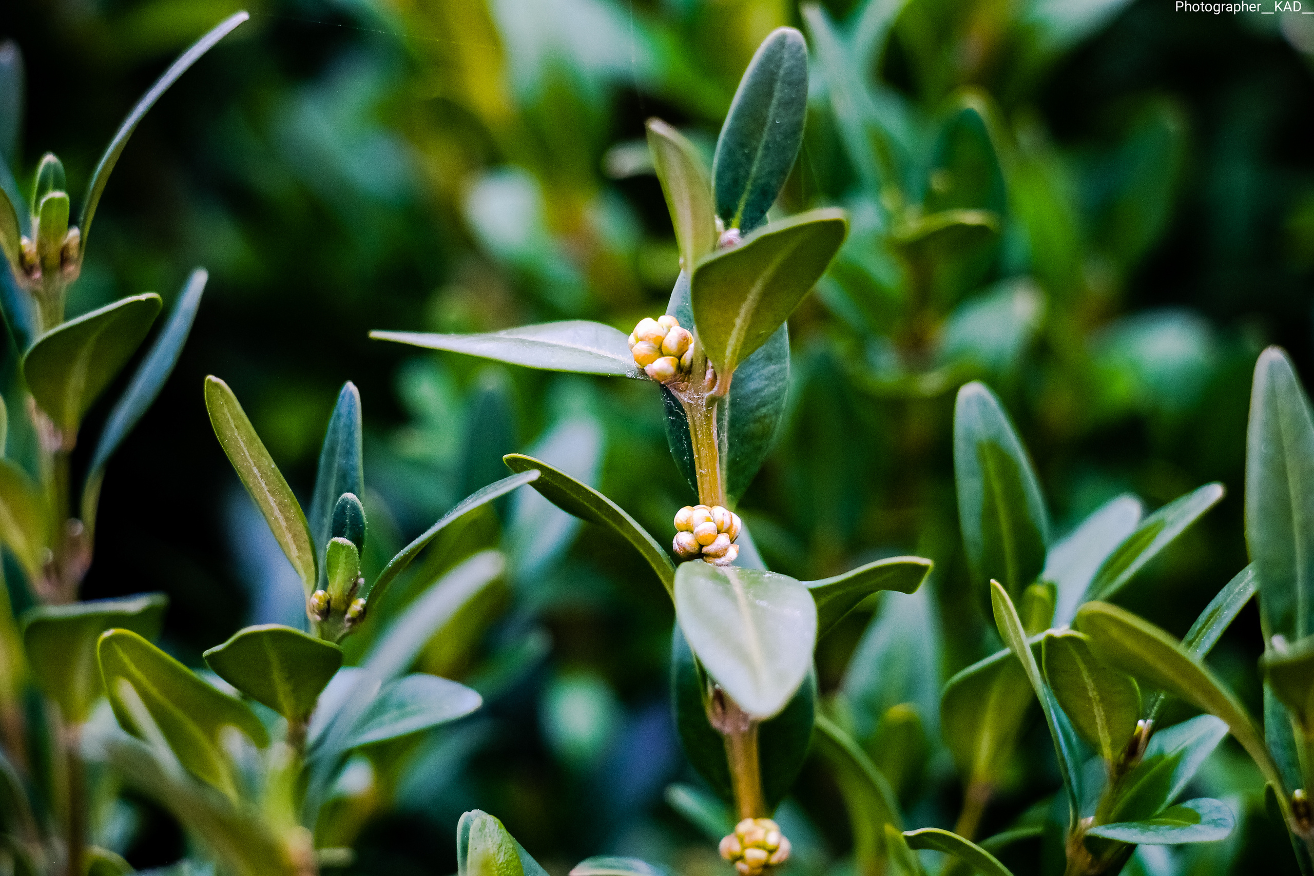 Макросъемка. Photographer K.A.D