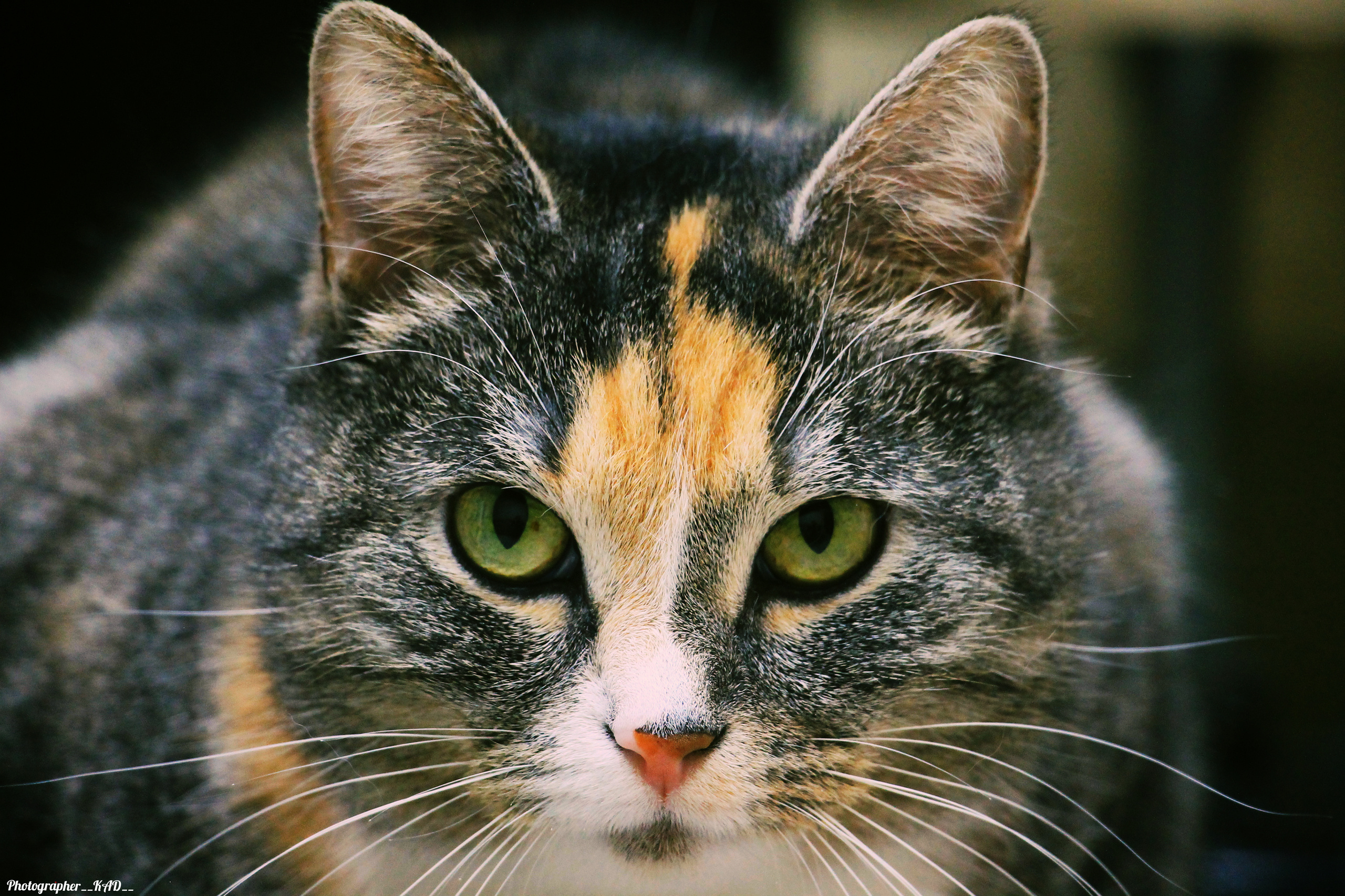 Мир животных. Photographer K.A.D