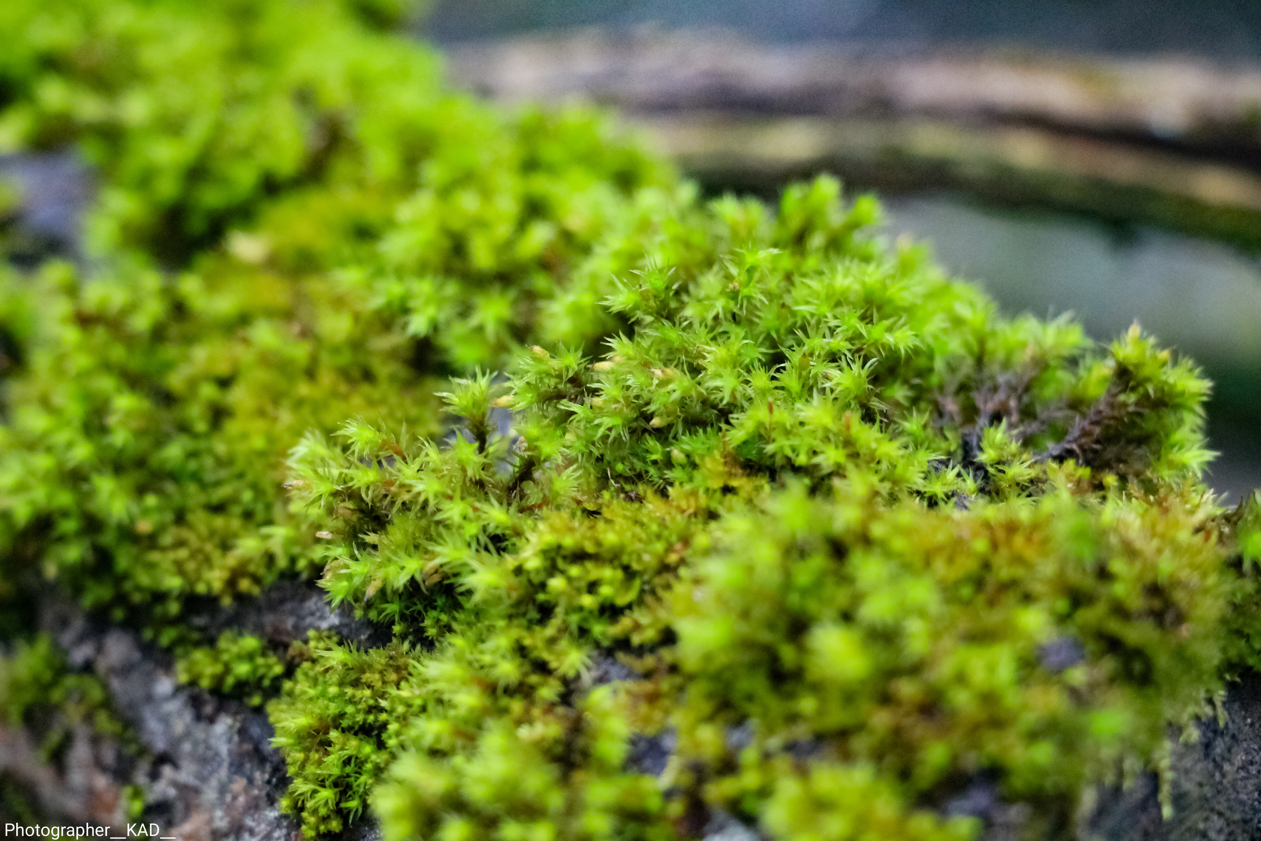 Макросъемка. Photographer K.A.D