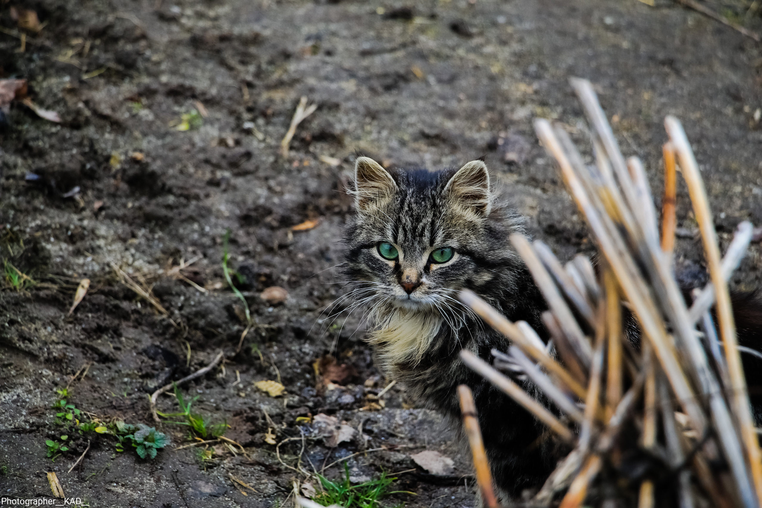 Мир животных. Photographer K.A.D