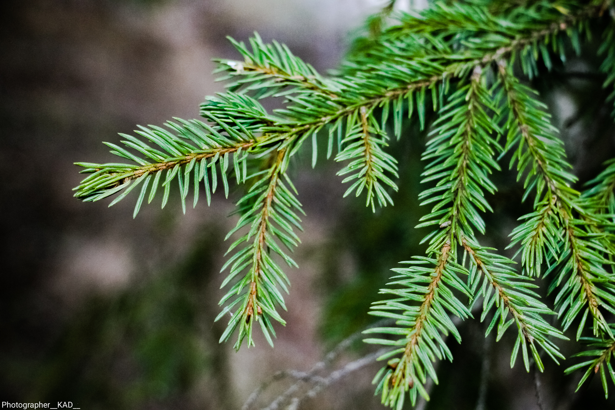 Макросъемка. Photographer K.A.D