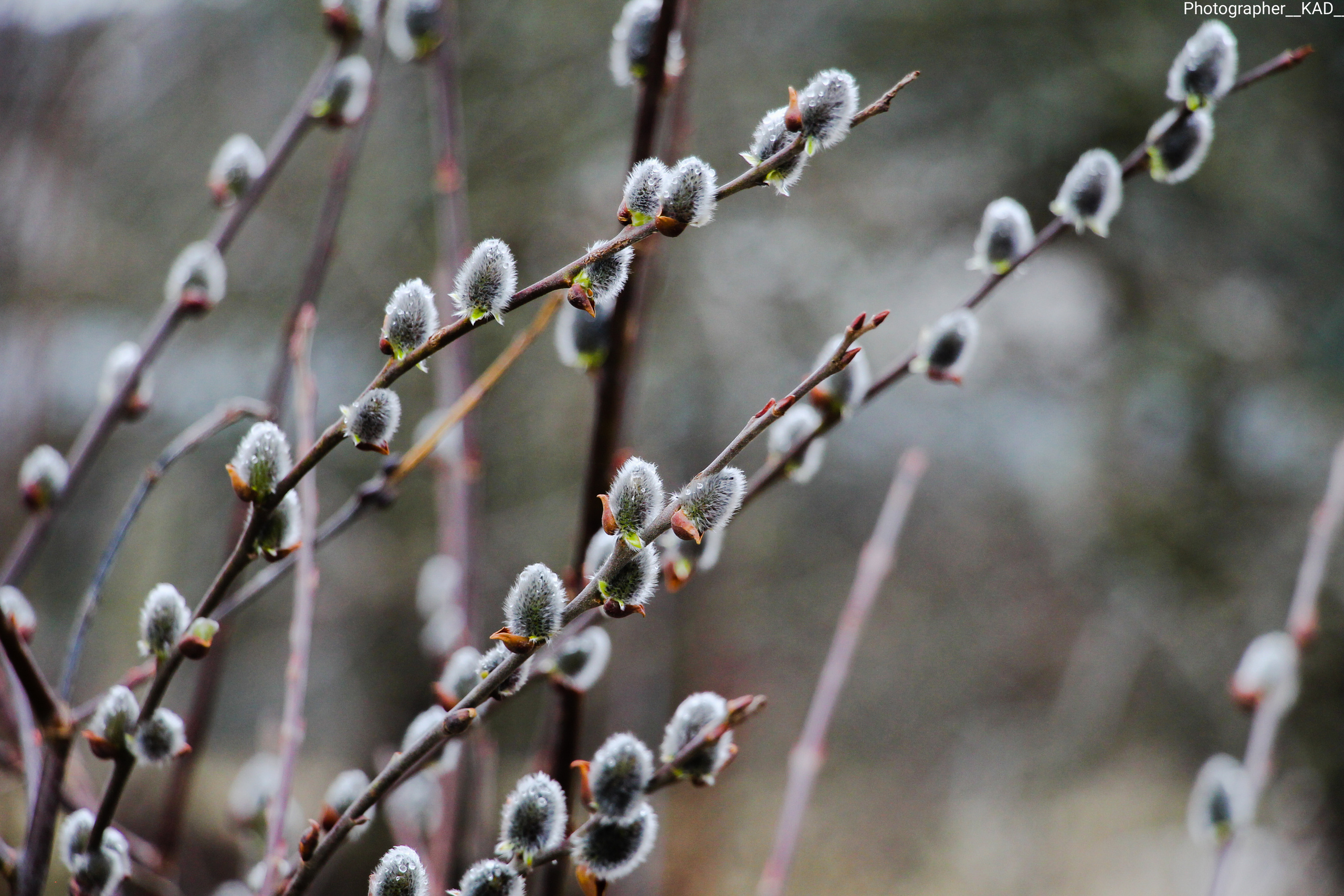 Макросъемка. Photographer K.A.D
