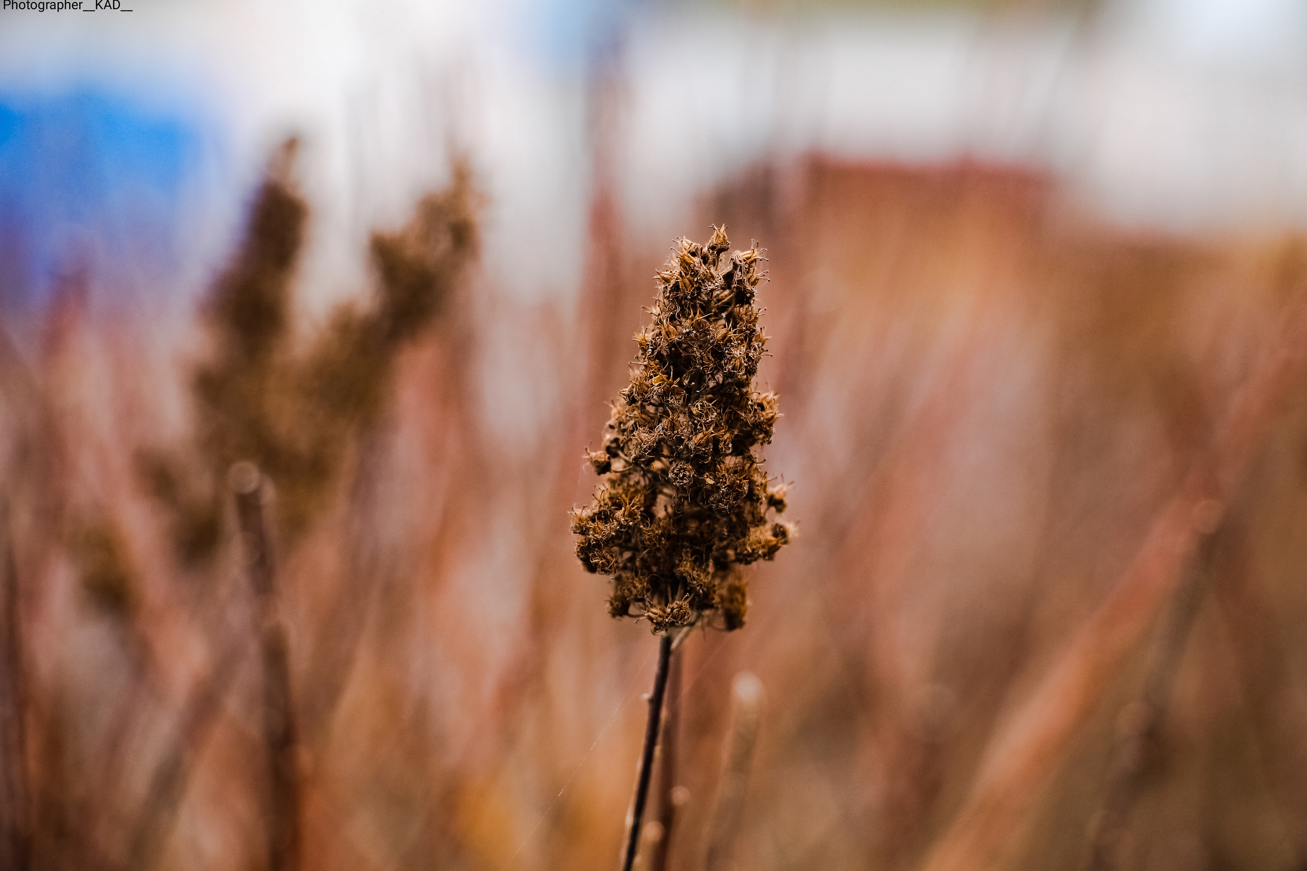 Макросъемка. Photographer K.A.D