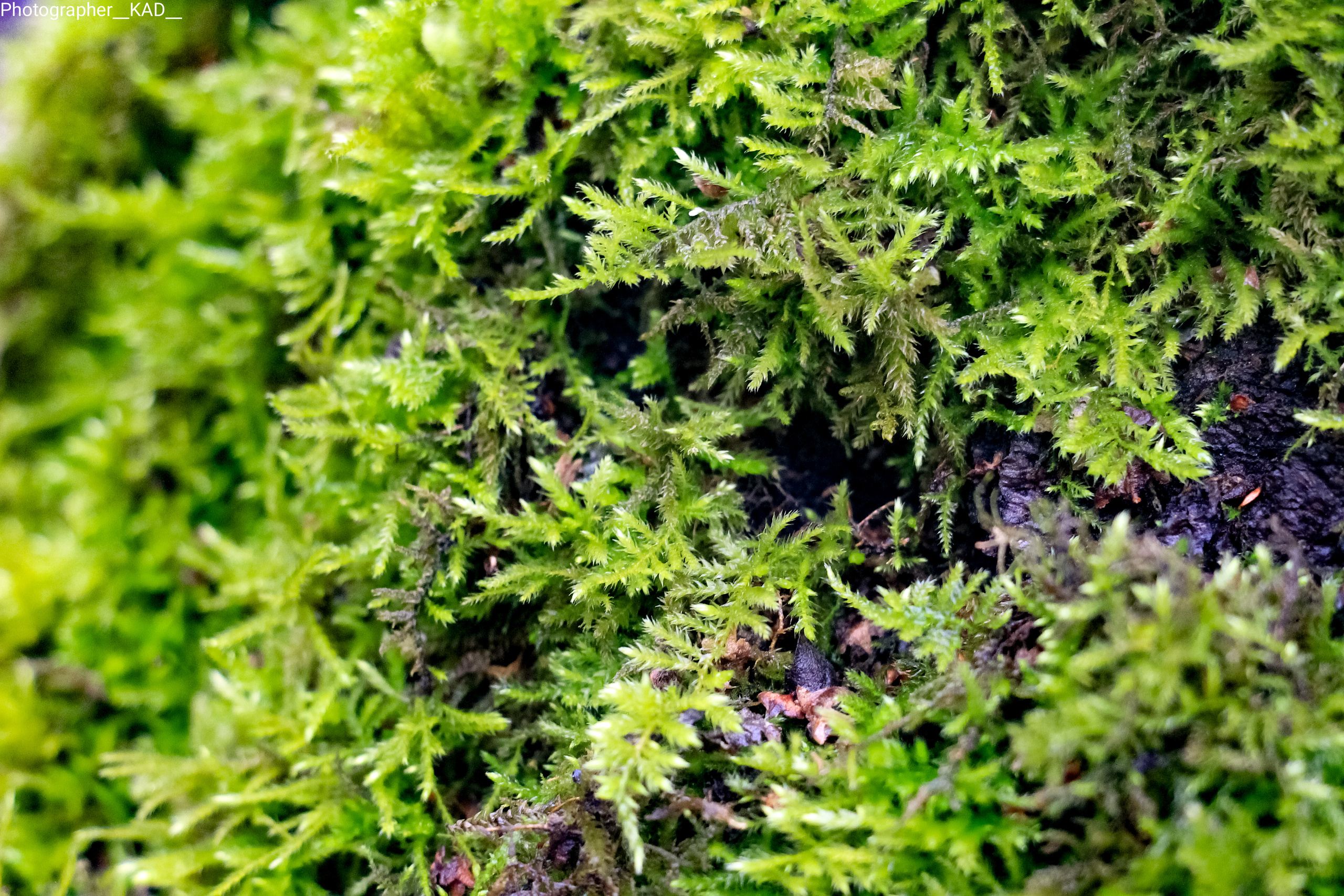 Макросъемка. Photographer K.A.D