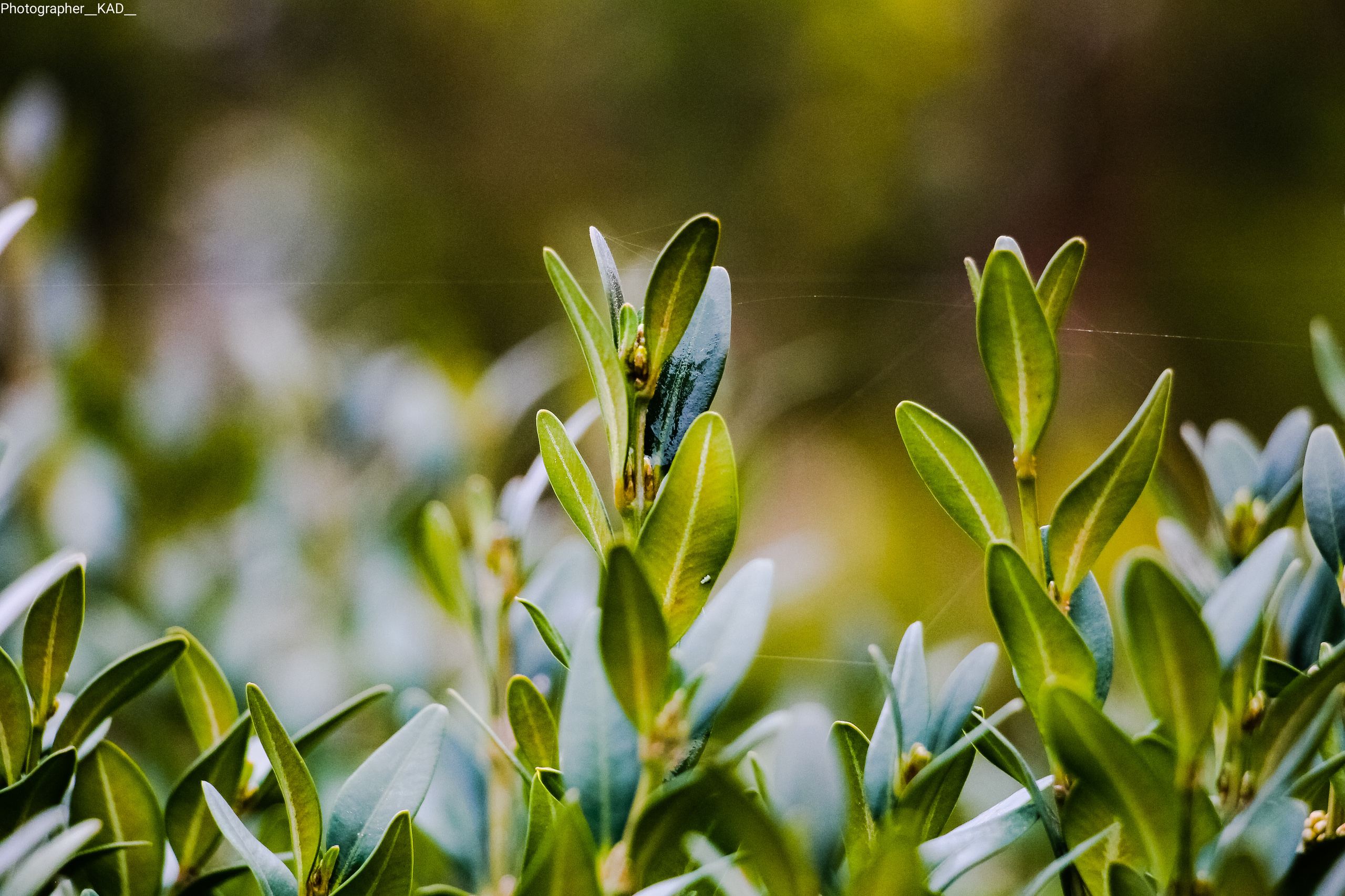 Макросъемка. Photographer K.A.D