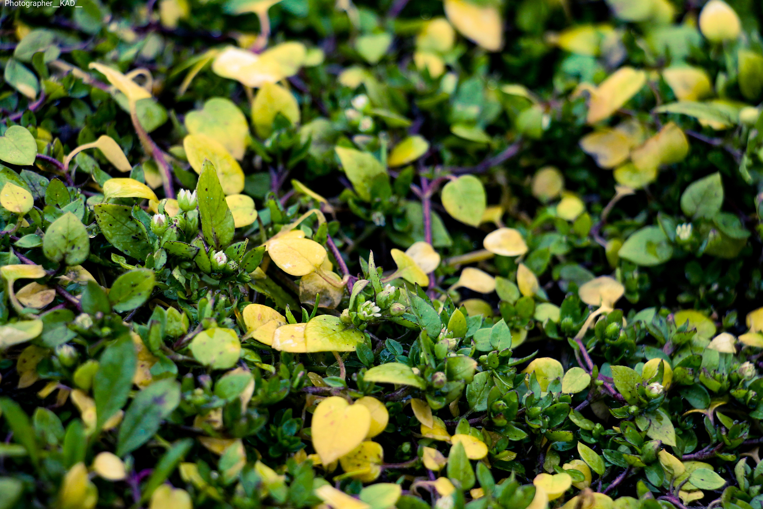 Макросъемка. Photographer K.A.D