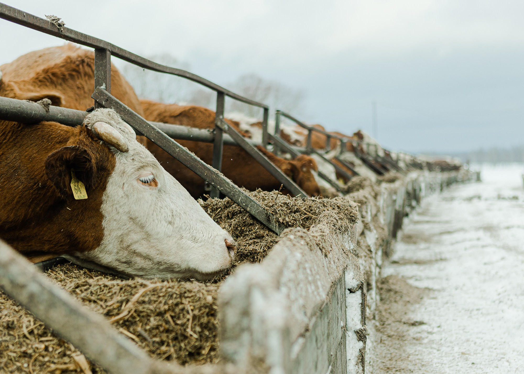 ЭкоНива — производитель молока № 1 в России