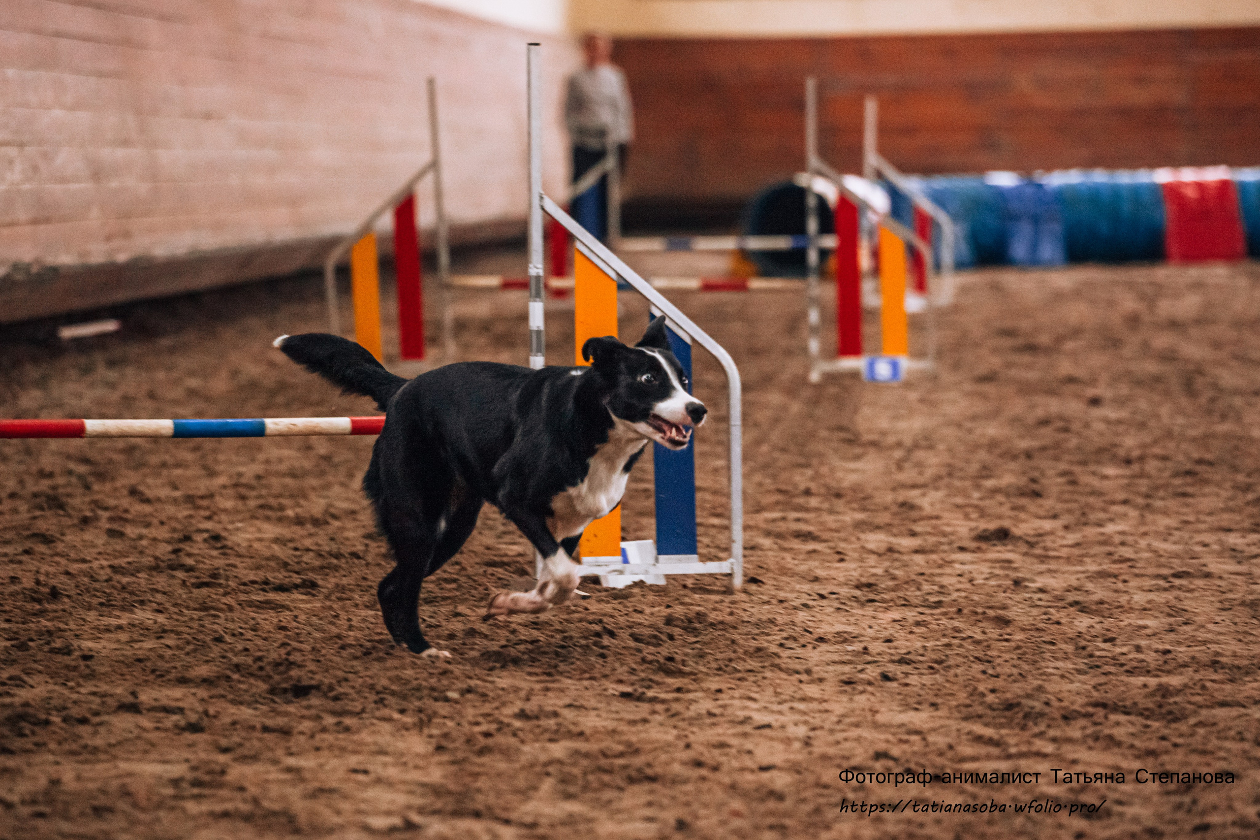 Соревнования по Аджилити 25.02.2024. Фотограф-анималист Татьяна Степанова