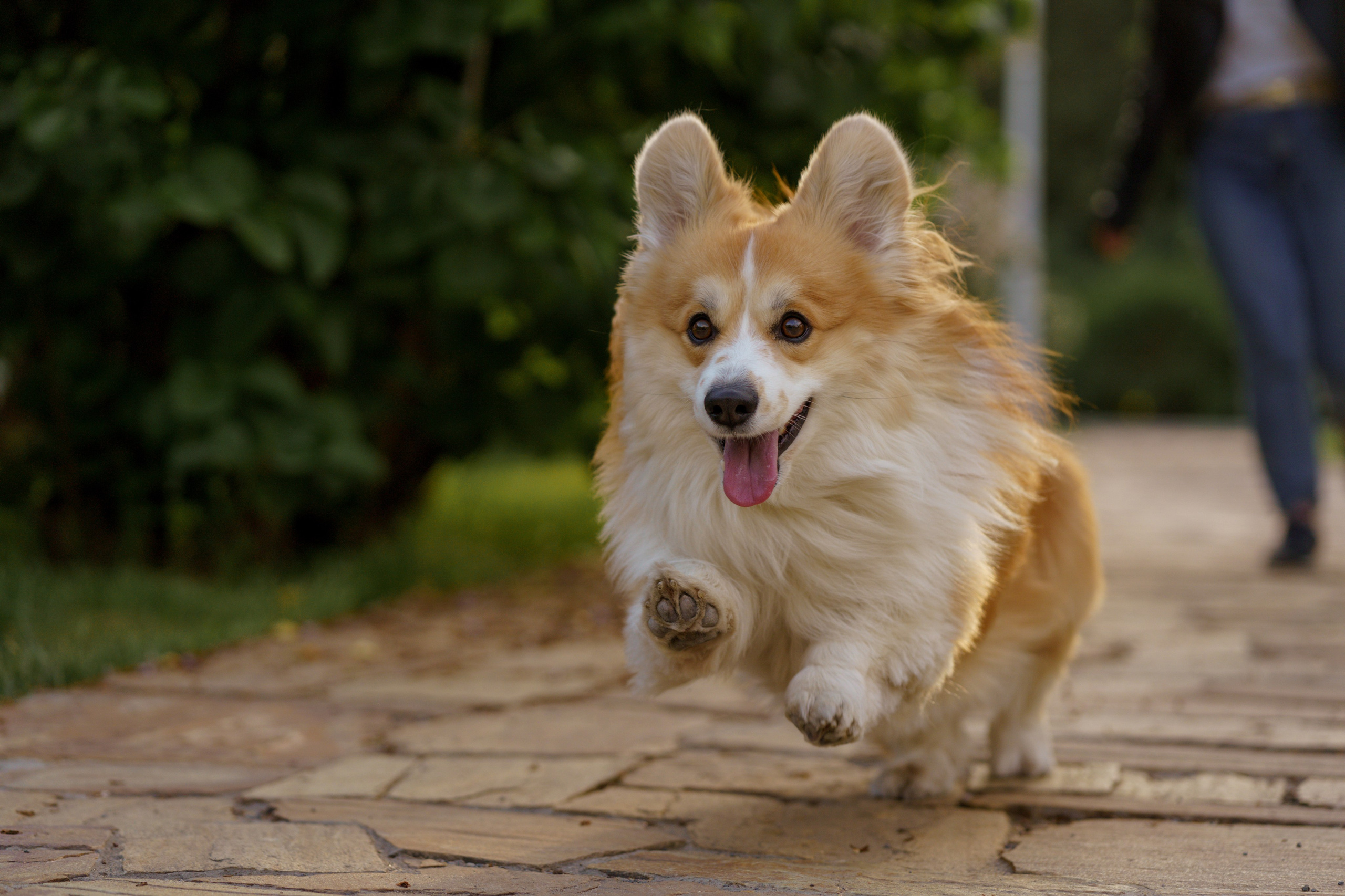Катя, Арсений и Пух. Свадебный фотограф в Москве Анна Полушина