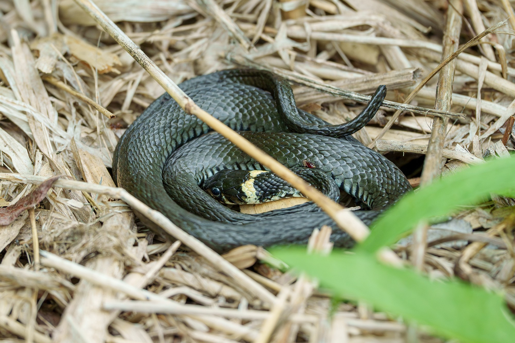 Животные. Ваш личный фотограф Марина Волкова