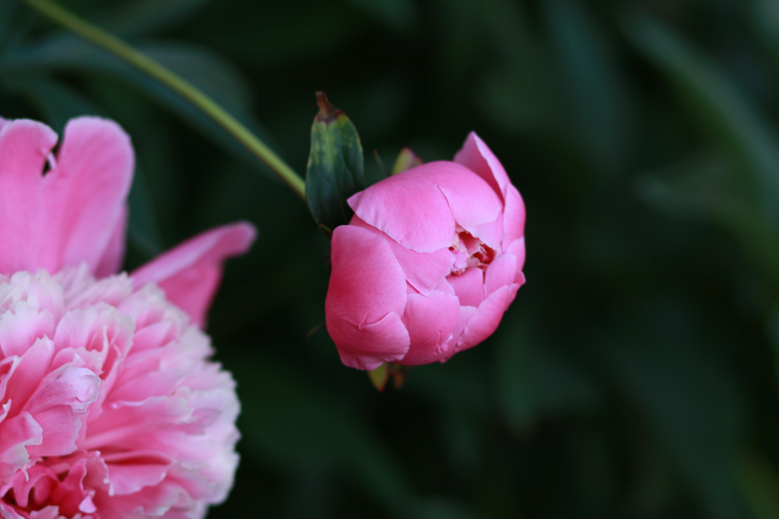 Блог о важном. Свадебный и семейный фотограф в Рязани Анастасия