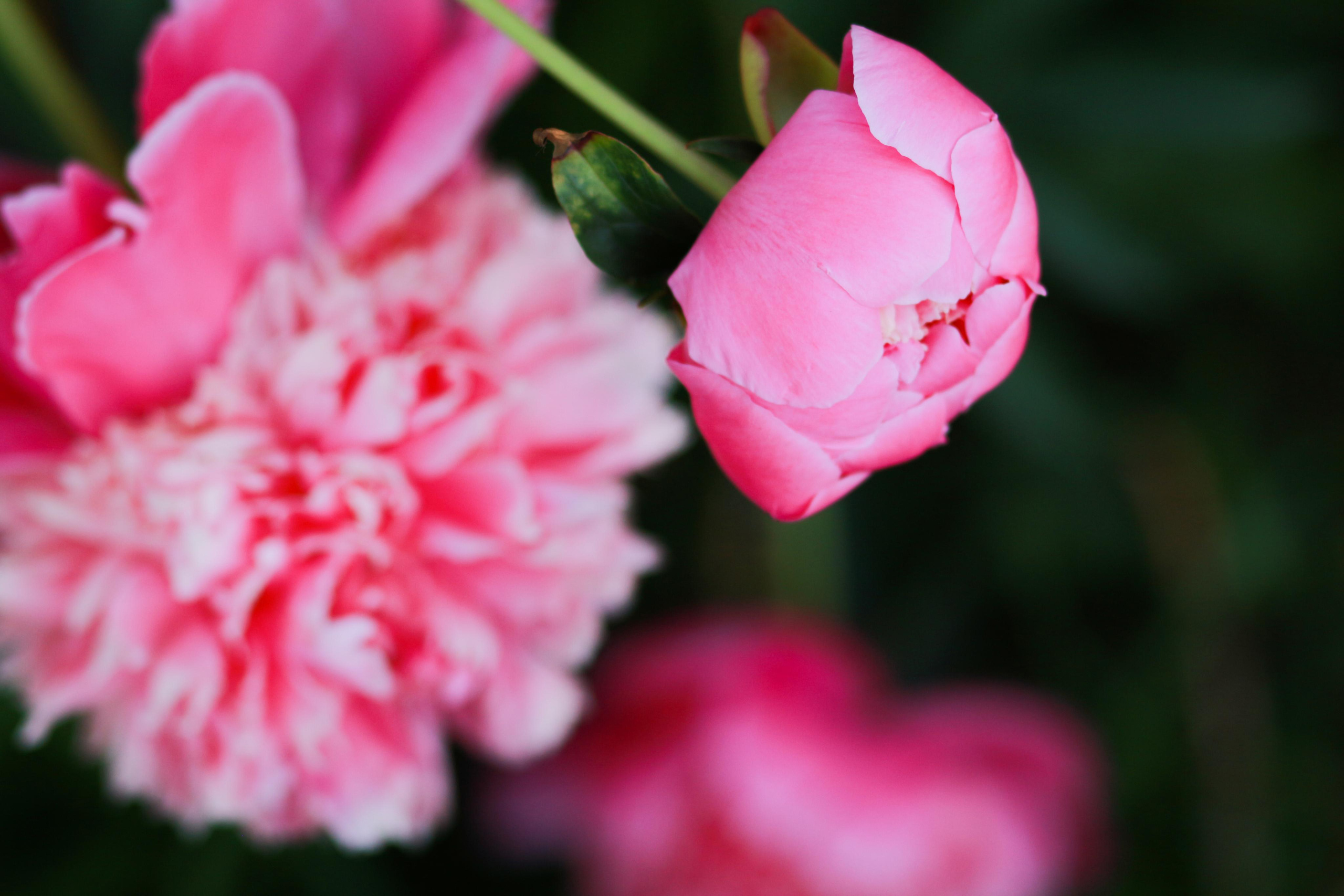 Блог о важном. Свадебный и семейный фотограф в Рязани Анастасия