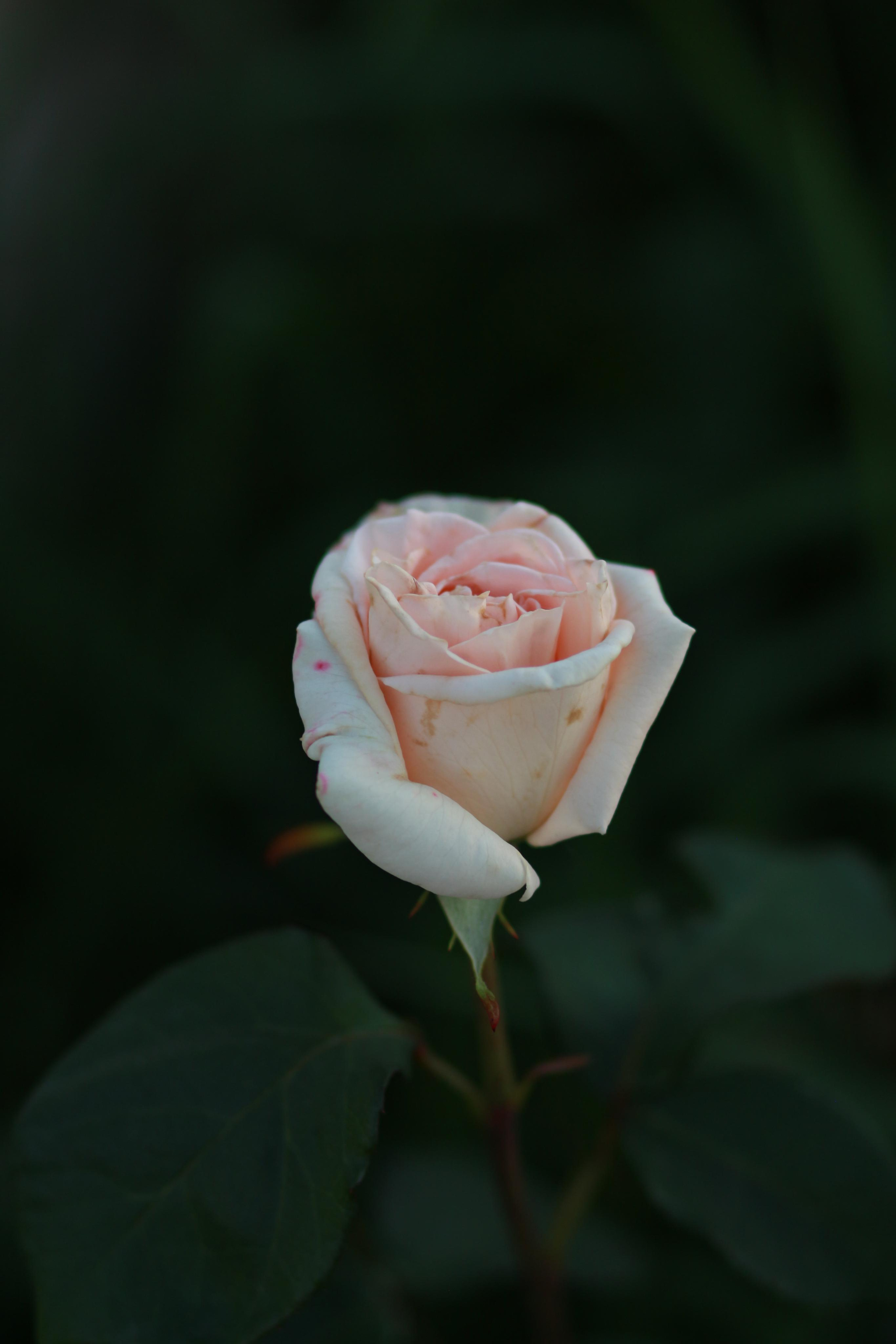 Блог о важном. Свадебный и семейный фотограф в Рязани Анастасия