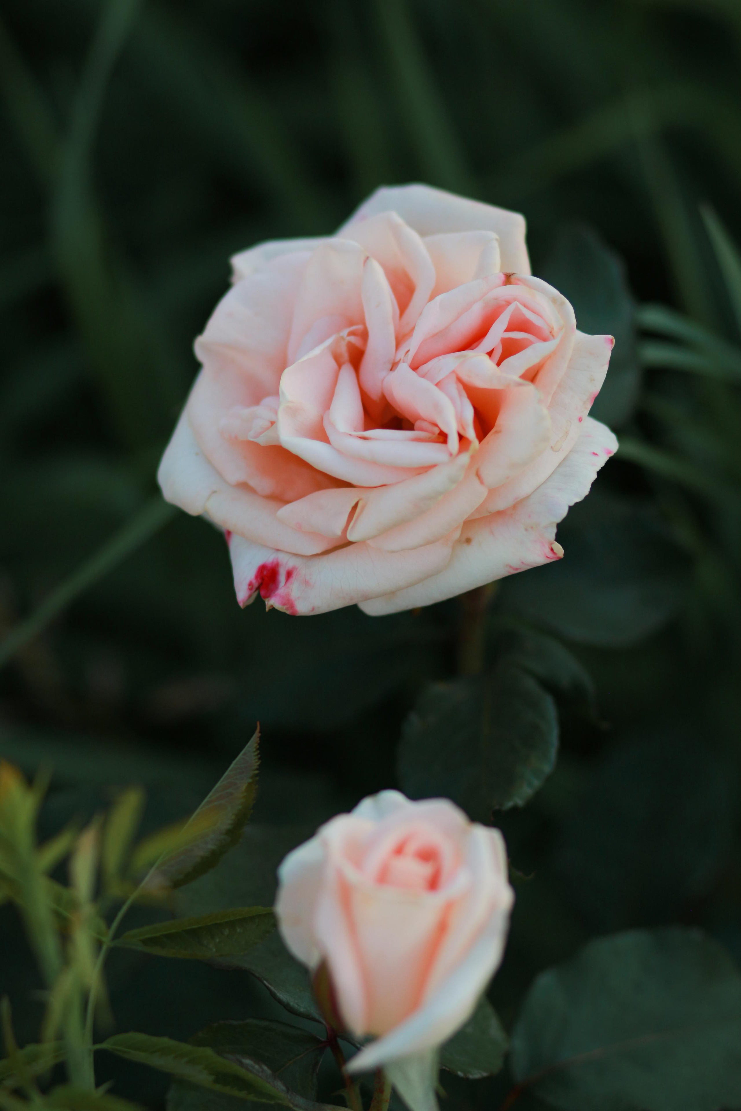 Блог о важном. Свадебный и семейный фотограф в Рязани Анастасия
