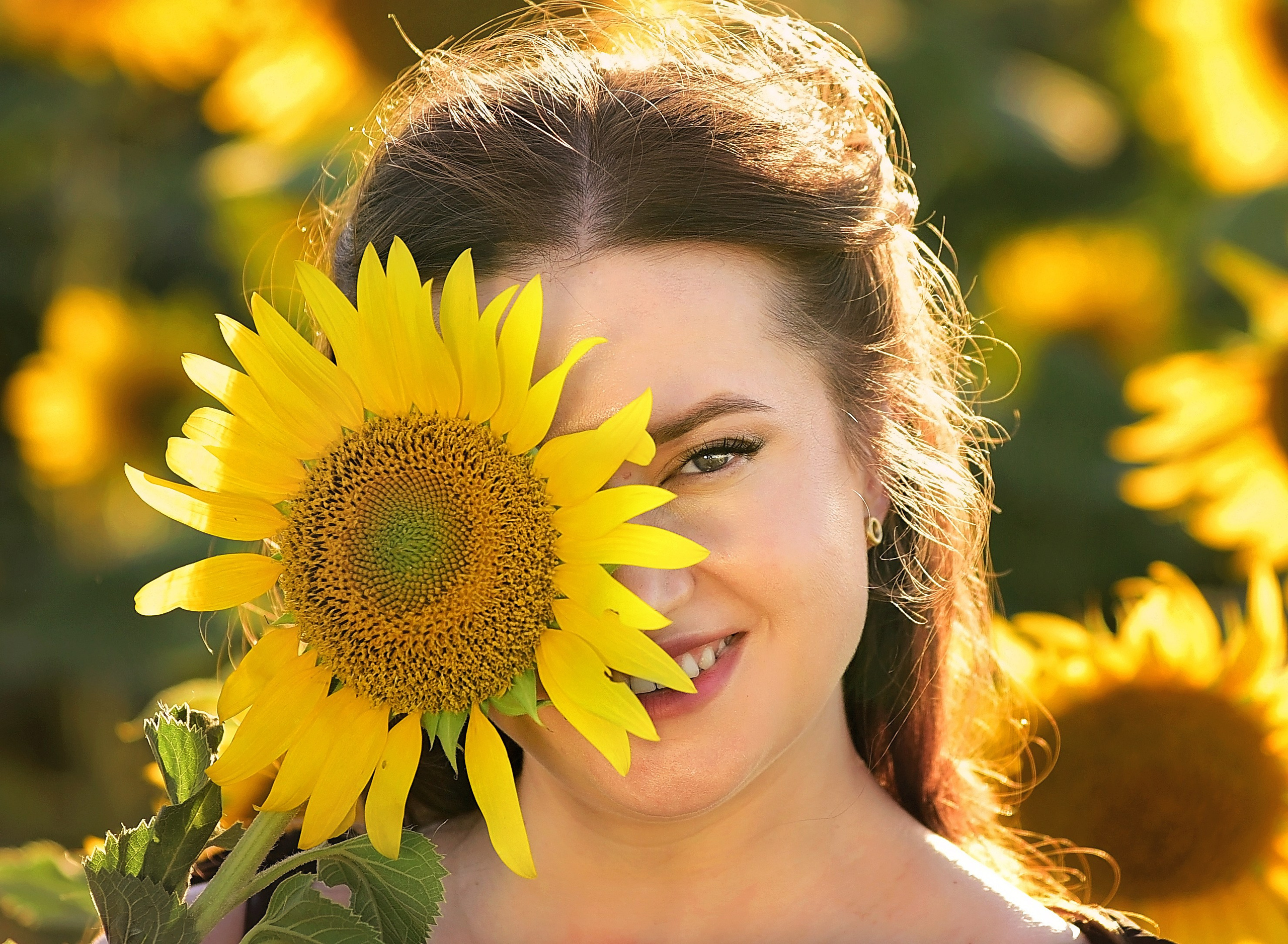 Подсолнухи. Главная