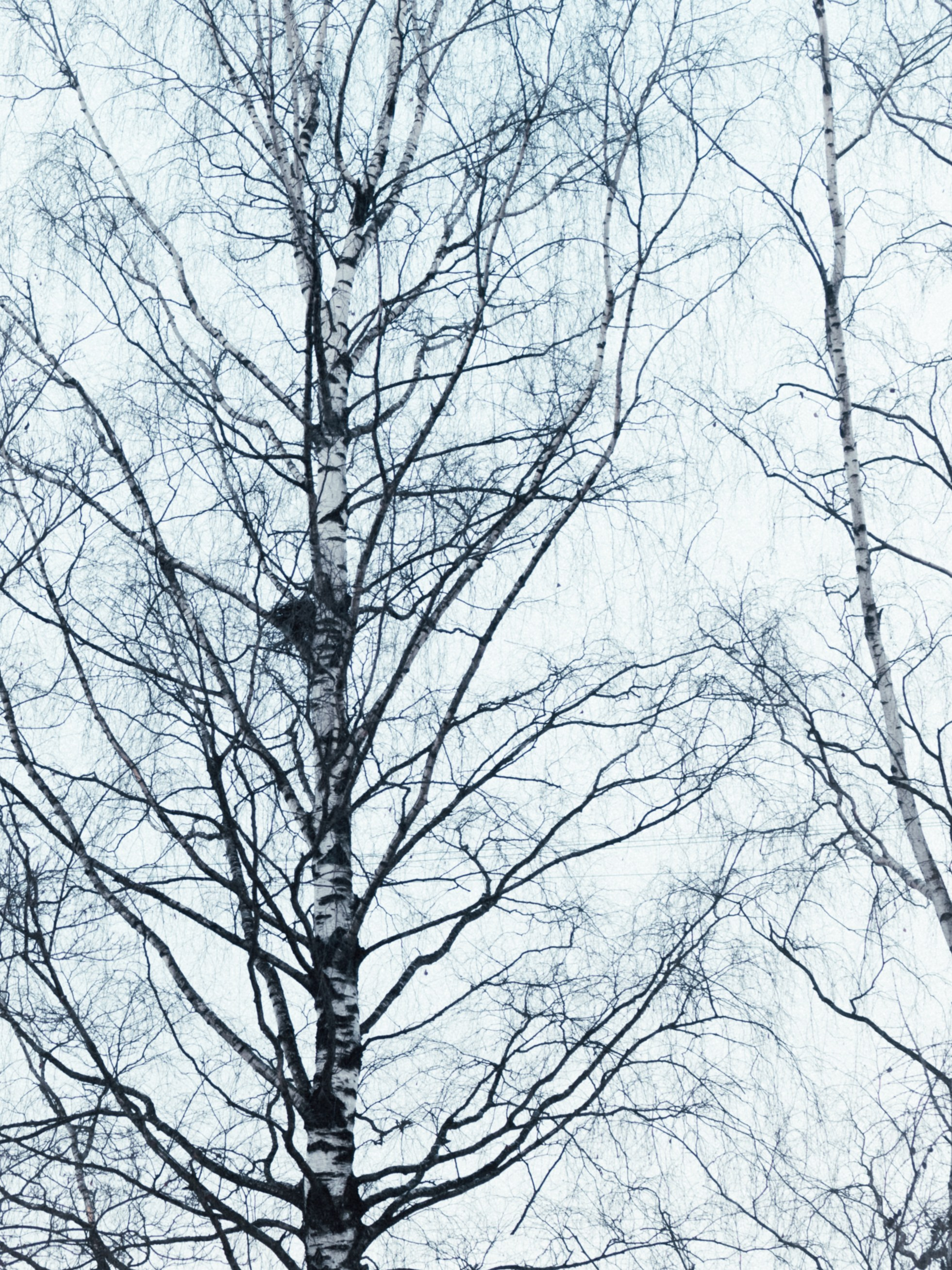 Маршрут ветеранов — электросила. Анна Мильч