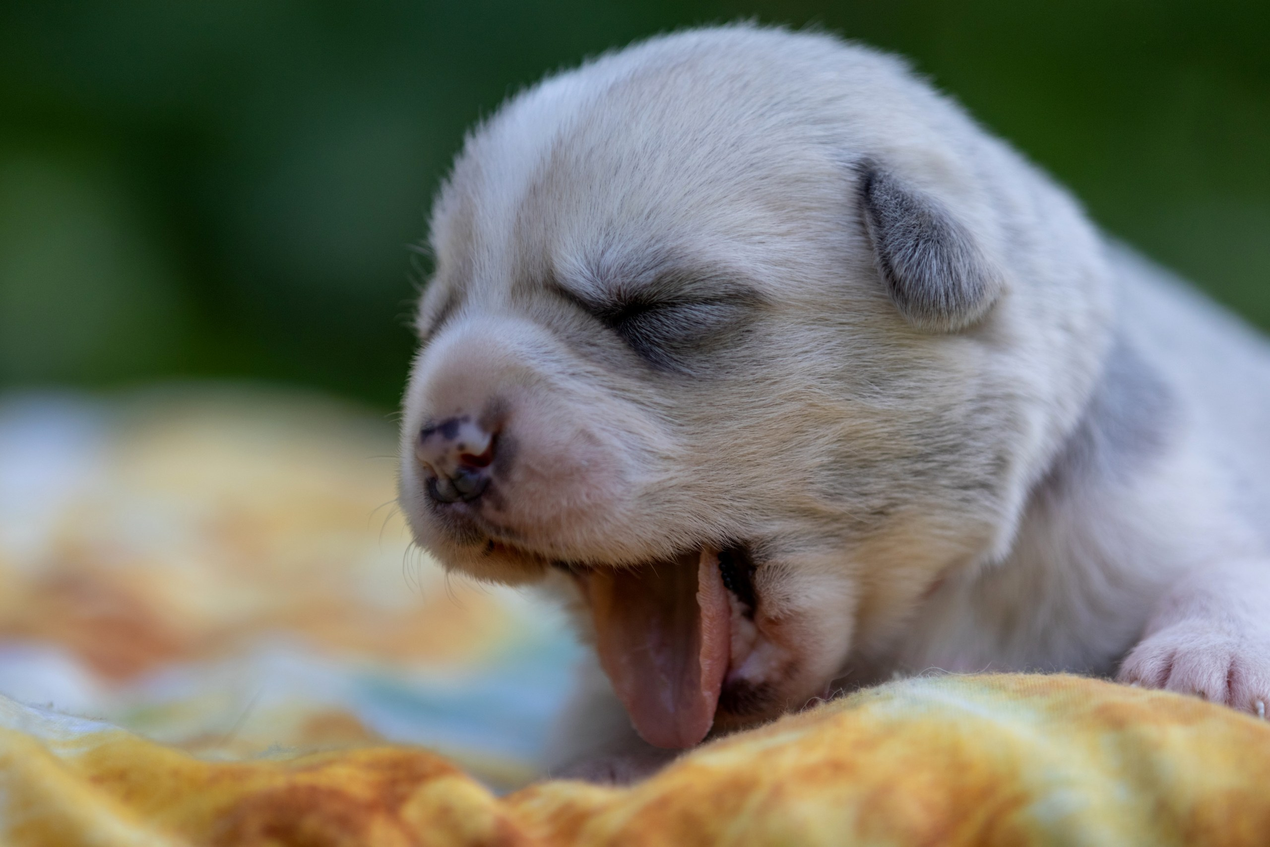 Щенки. Фотограф — анималист в Москве и области Ольга Петракова