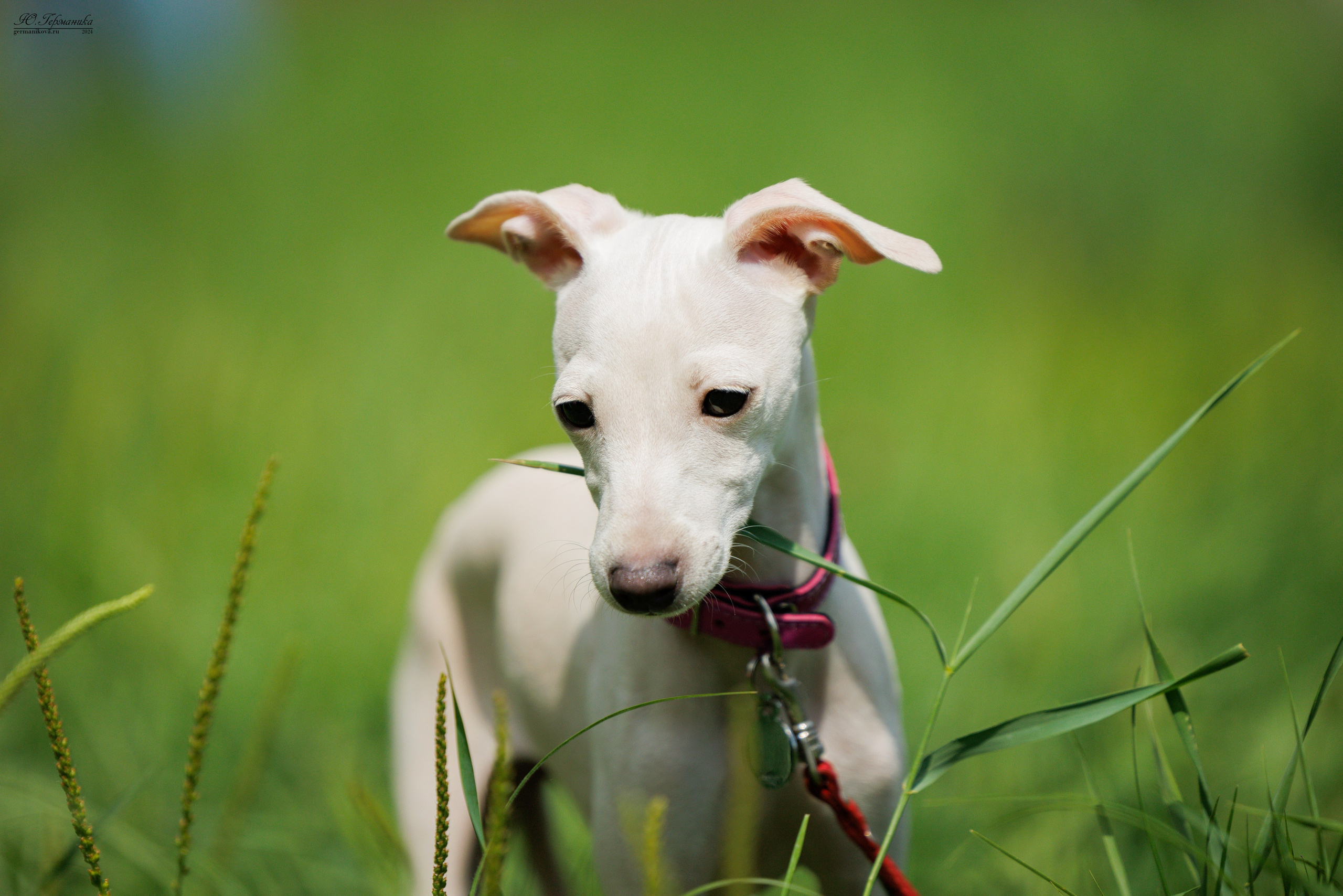 Ярославль 21.07.24 и Балашиха 13.07.24. Фотограф-анималист Юлия Германика
