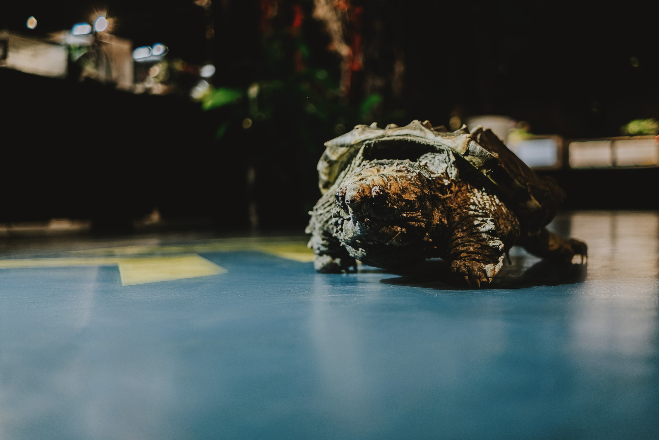 Дом Драконов. Nattie.ph