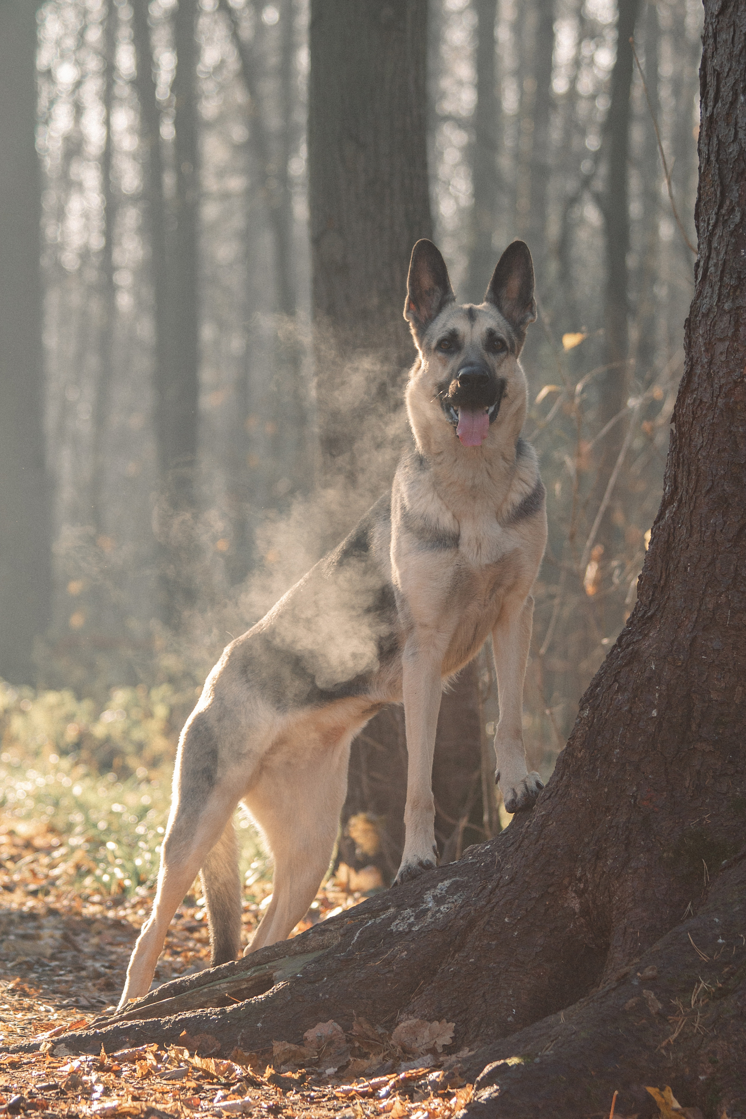 Съёмка животных. Балетный фотограф в Москве Галина Молчанова