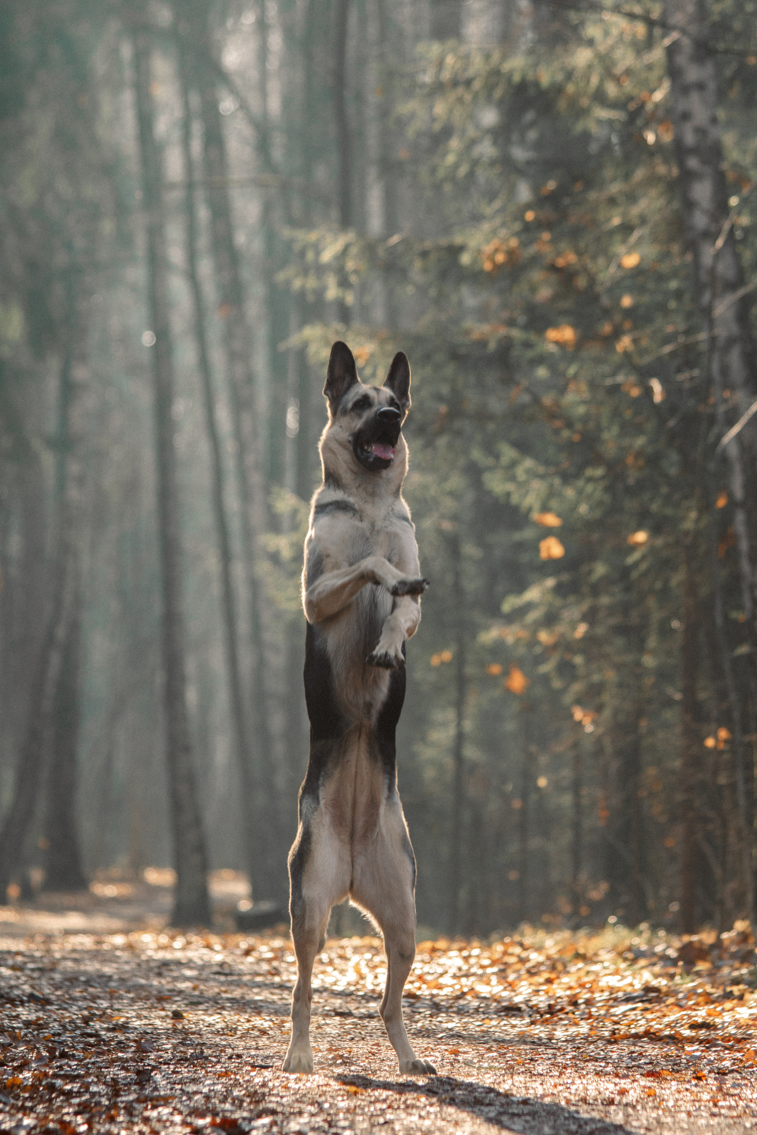 Съёмка животных. Балетный фотограф в Москве Галина Молчанова