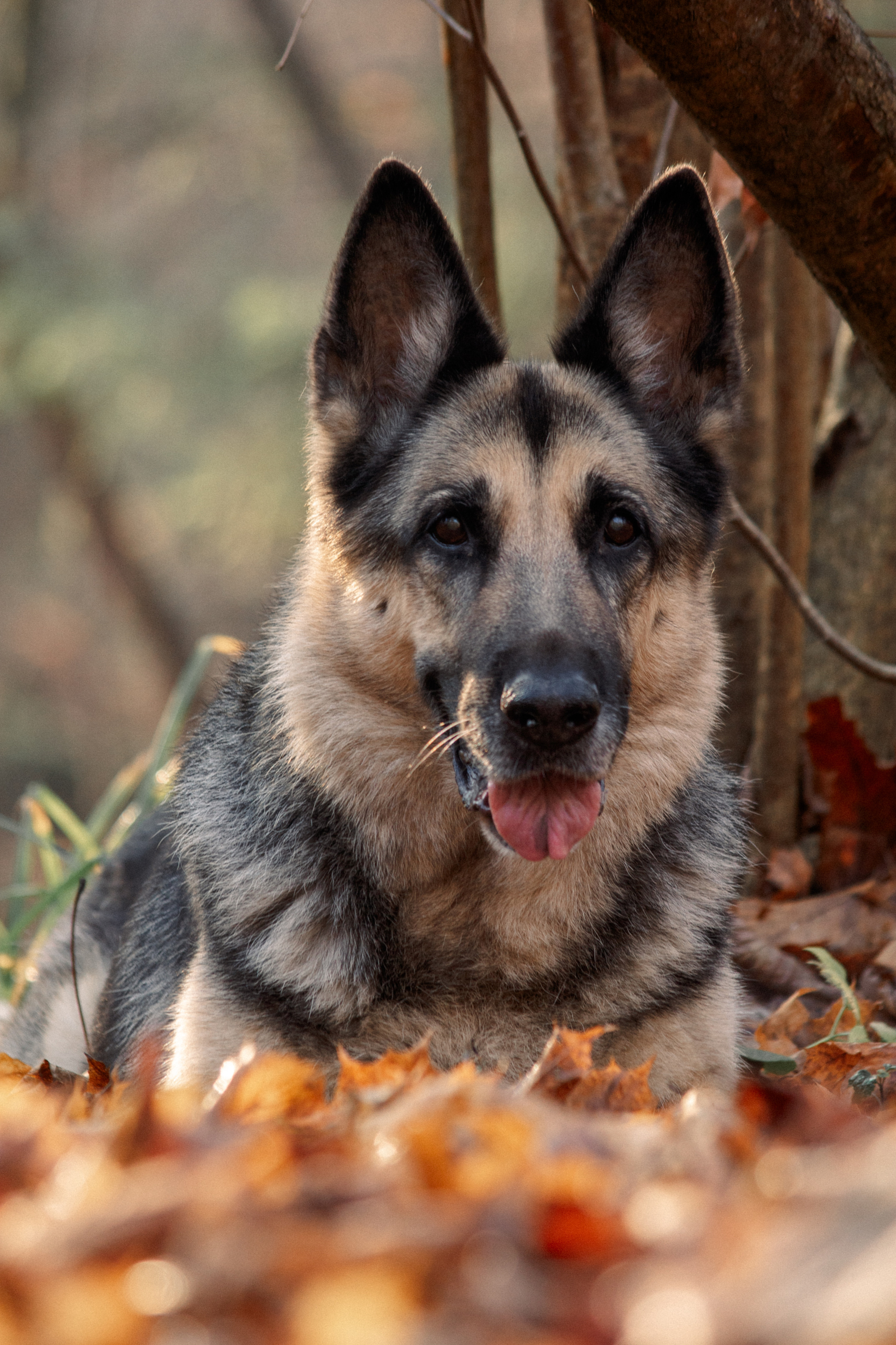 Съёмка животных. Балетный фотограф в Москве Галина Молчанова
