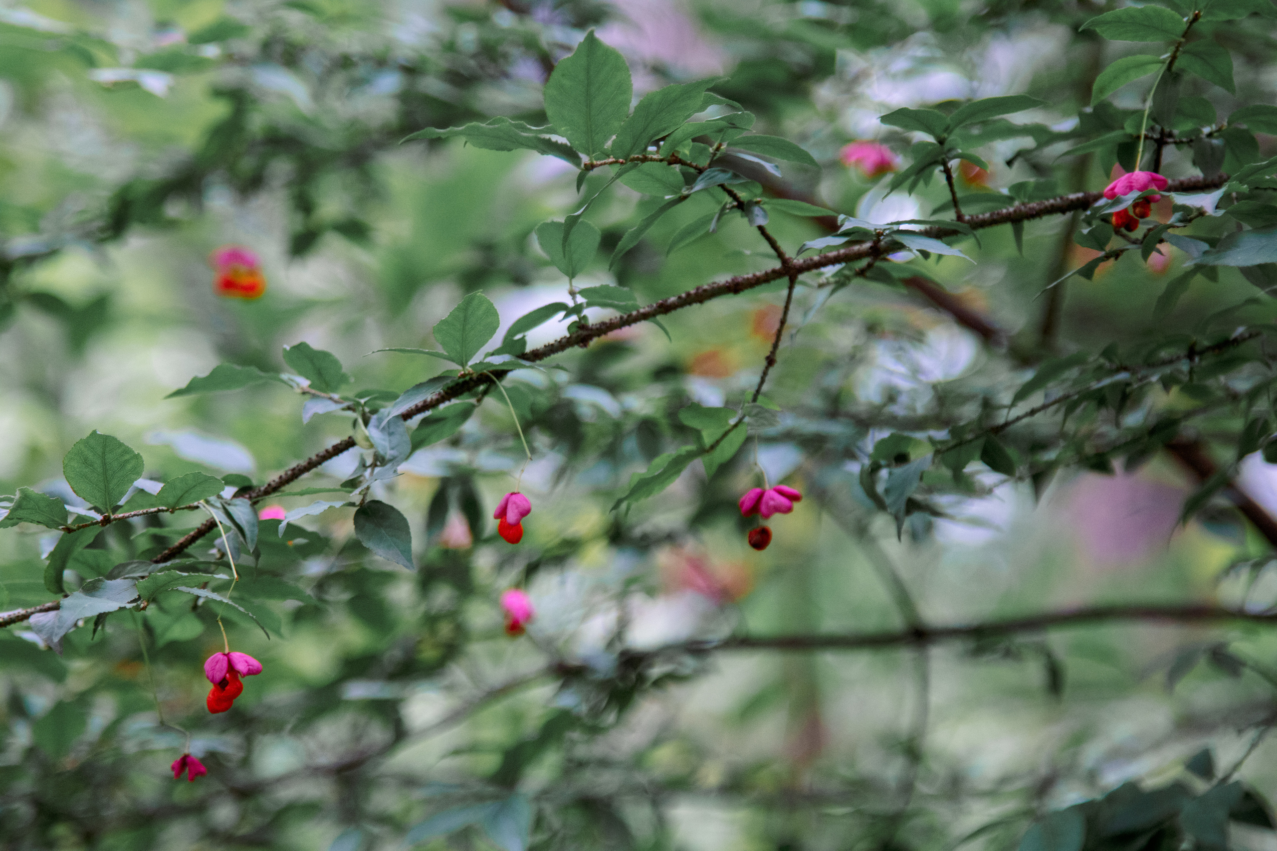 Прогулка в Ботаническом Саду. Балетный фотограф в Москве Галина Молчанова