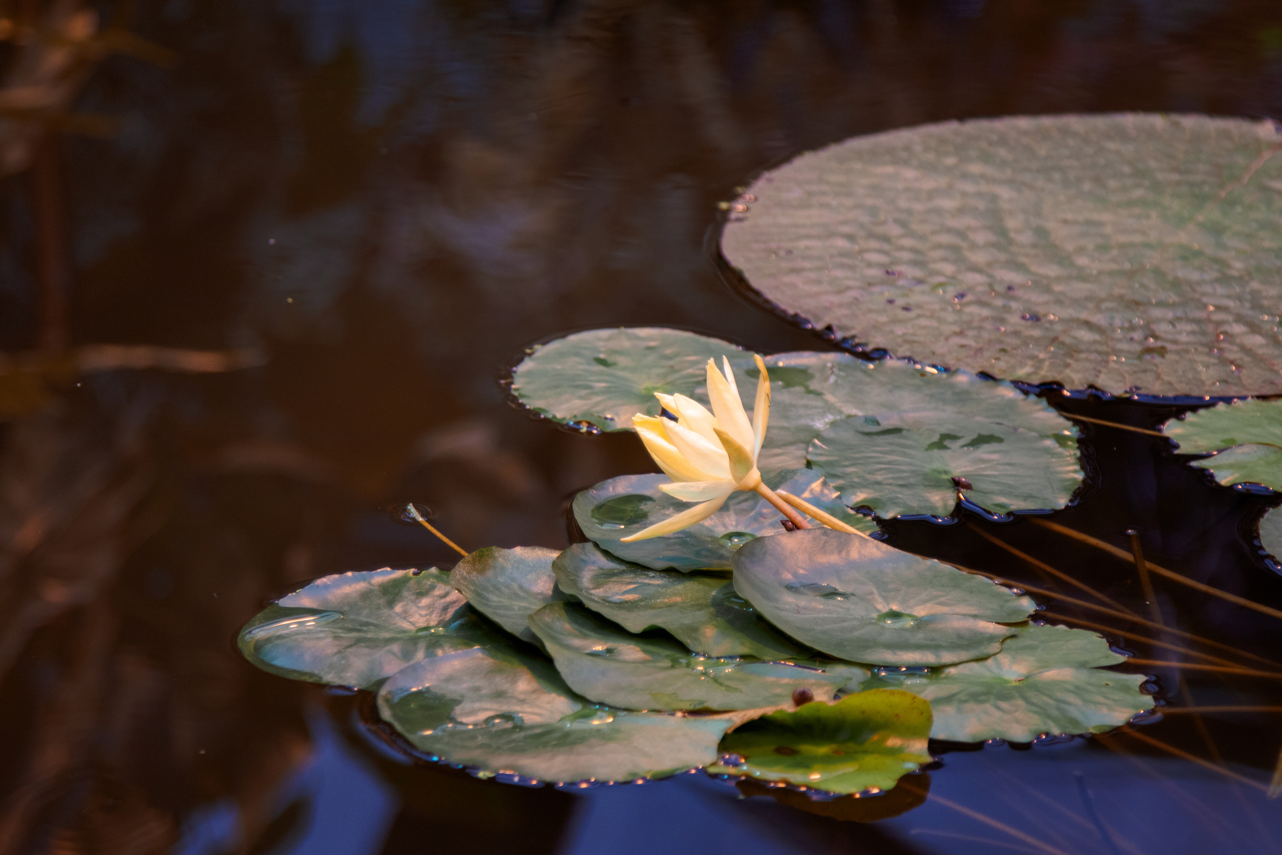 Прогулка в Ботаническом Саду. Балетный фотограф в Москве Галина Молчанова