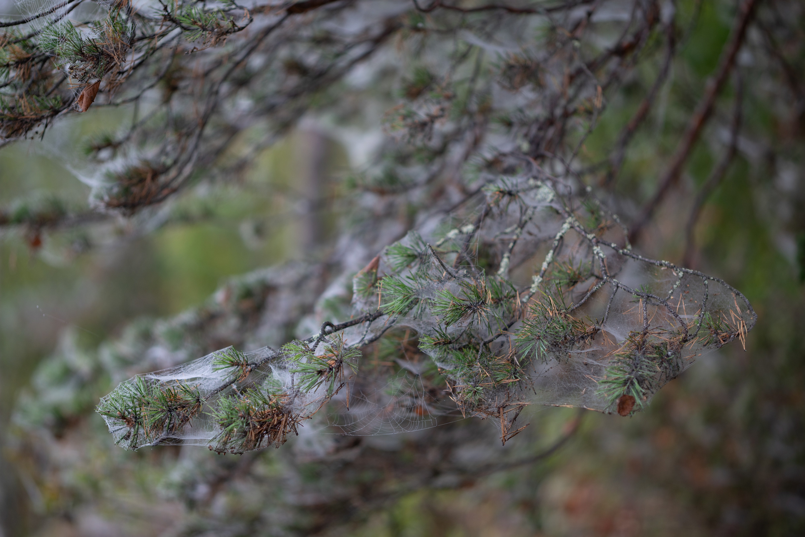 Осень на 85DFA*. Портретный фотограф Денис Милютин