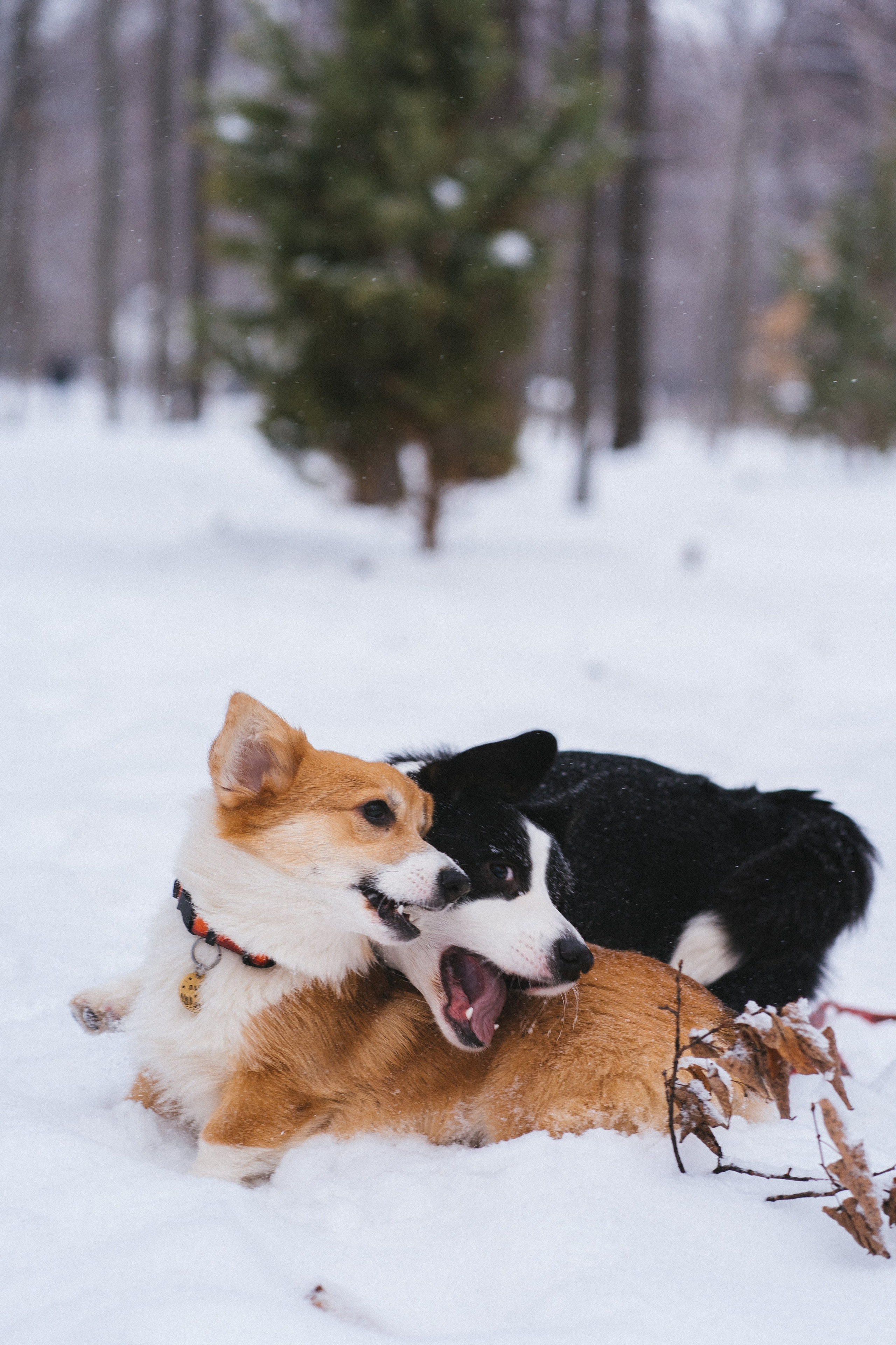Агата и Лайк. Свадебный фотограф в Москве Анна Полушина