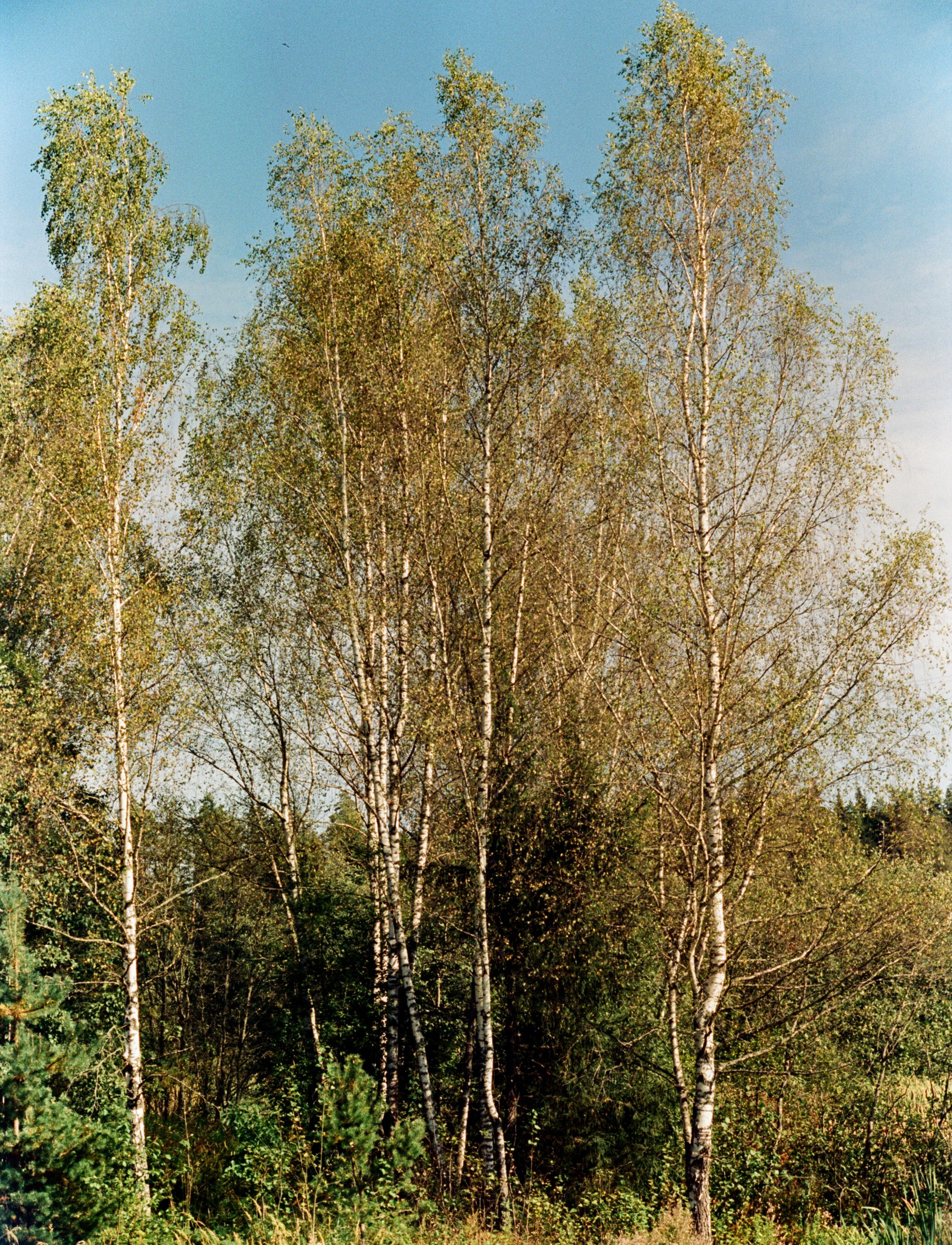 Nikon F100 примеры фотографий