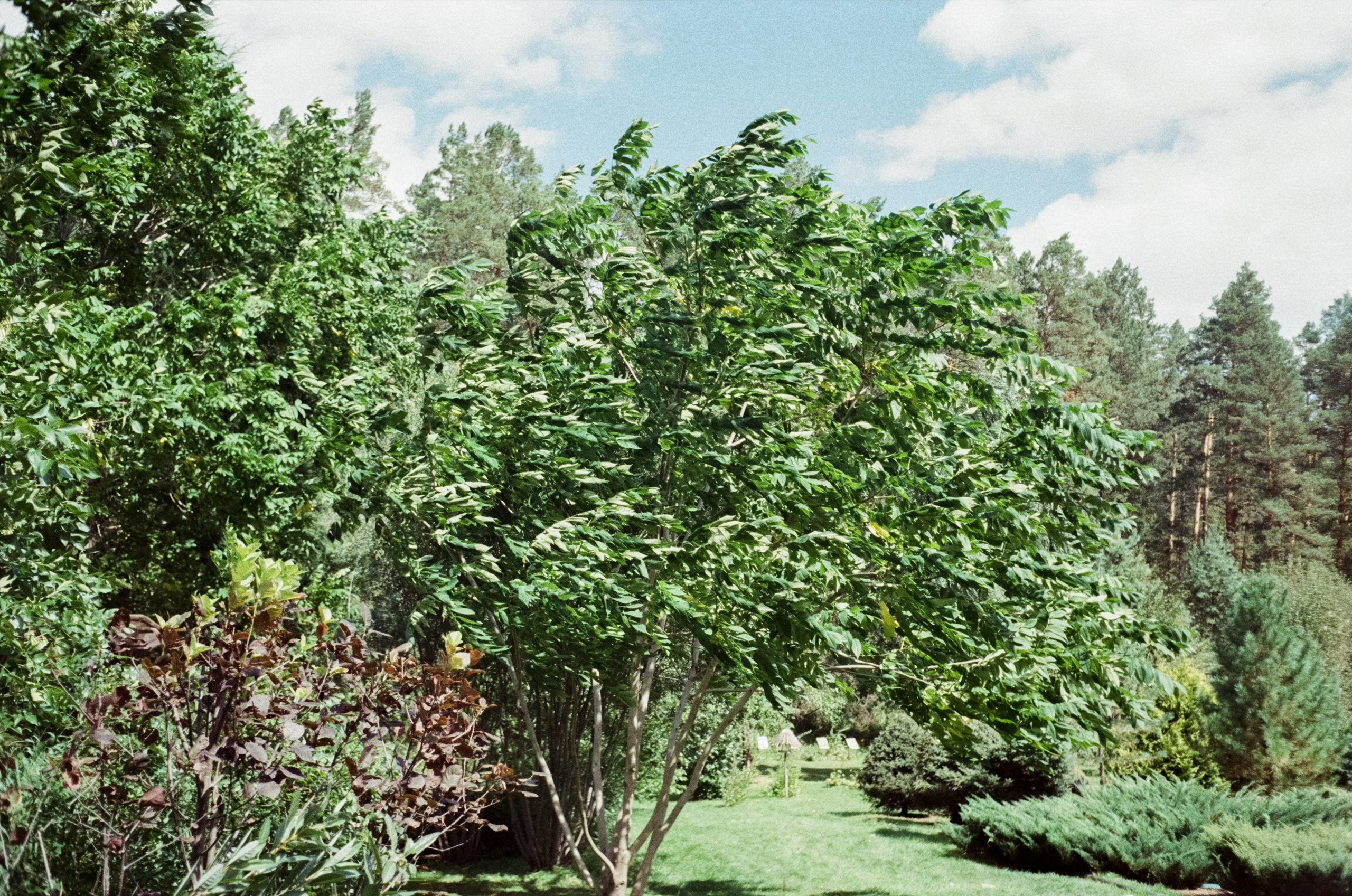 Горно-алтайский ботанический сад, база Кедровый остров / 27 августа 2024 года